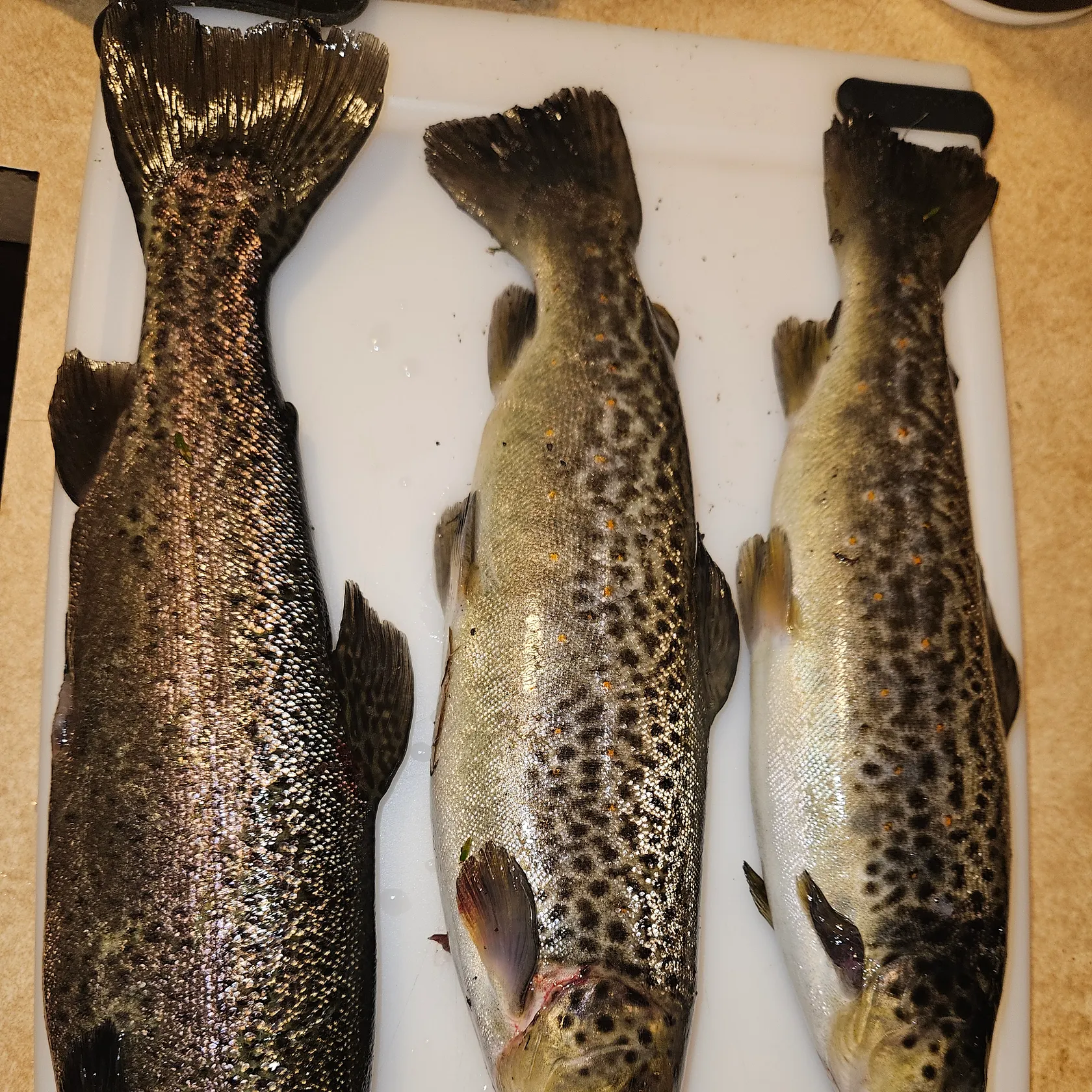 recently logged catches