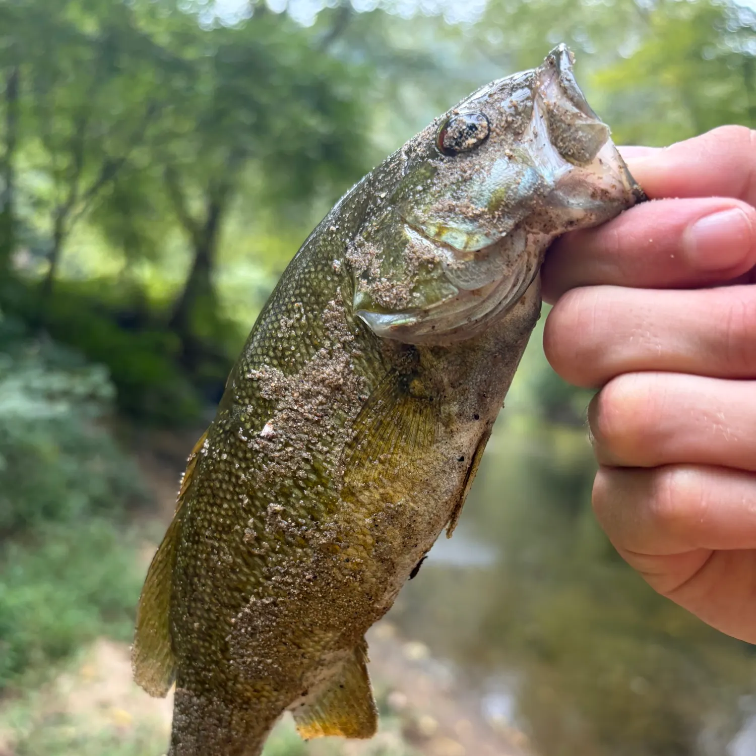 Smallmouth bass caught on Fishbrain