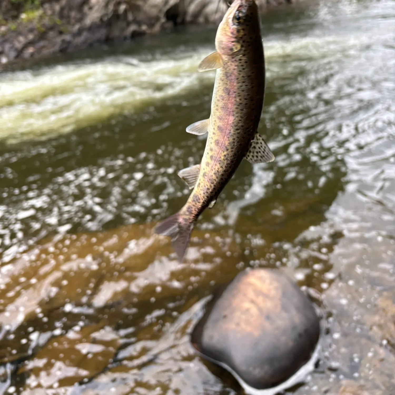 Rainbow trout caught on Fishbrain