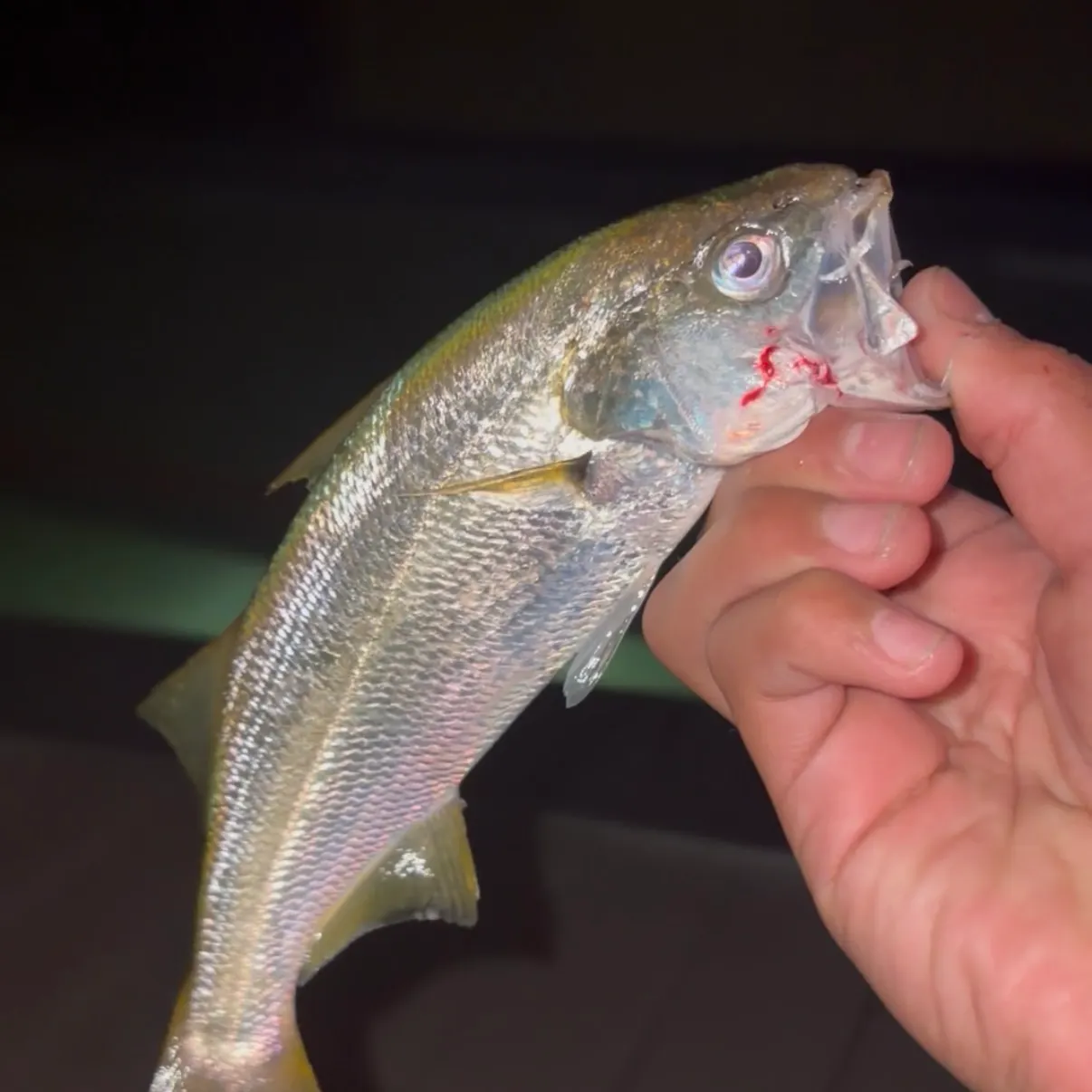 The most recent Queenfish catches on Fishbrain