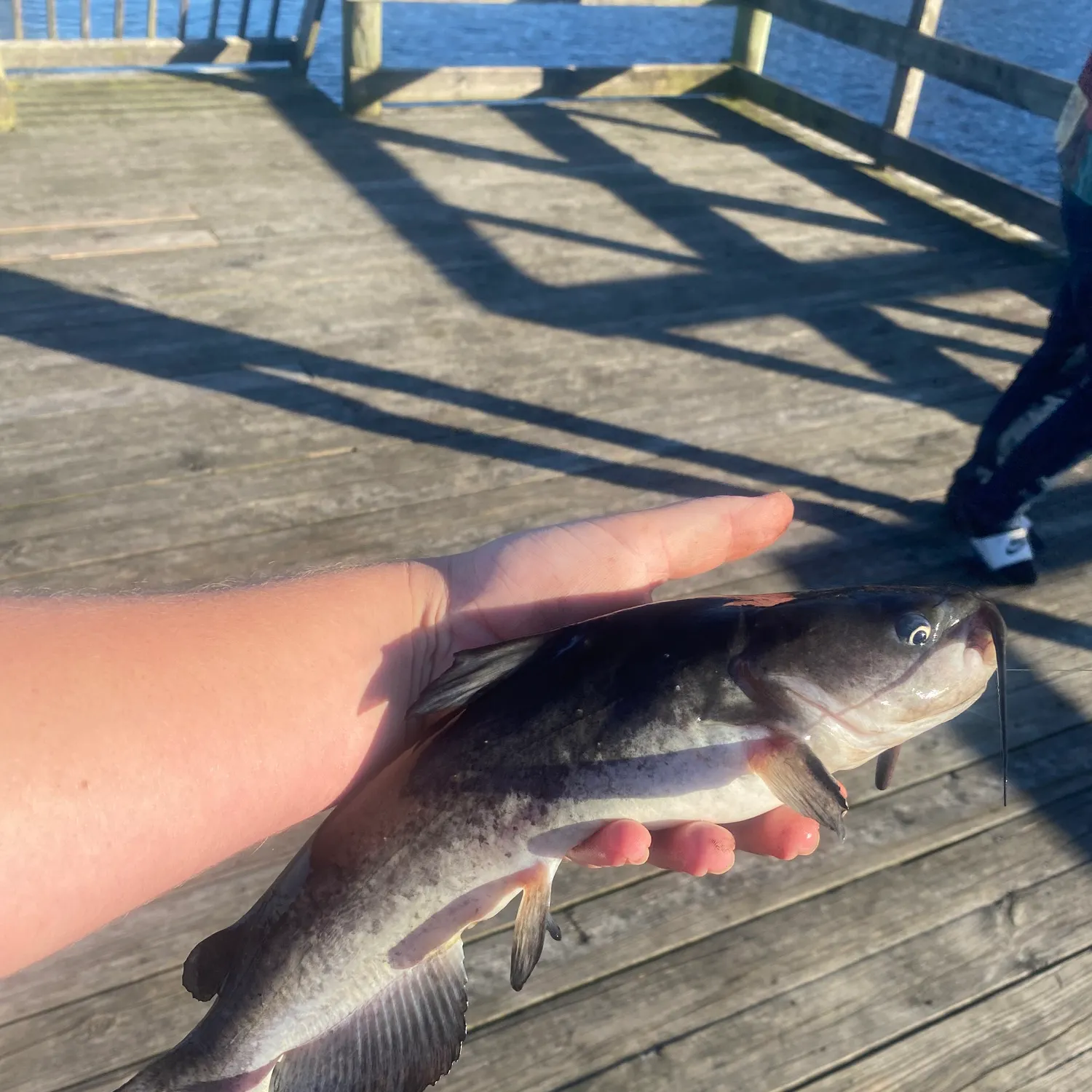 The most popular recent White bullhead catch on Fishbrain