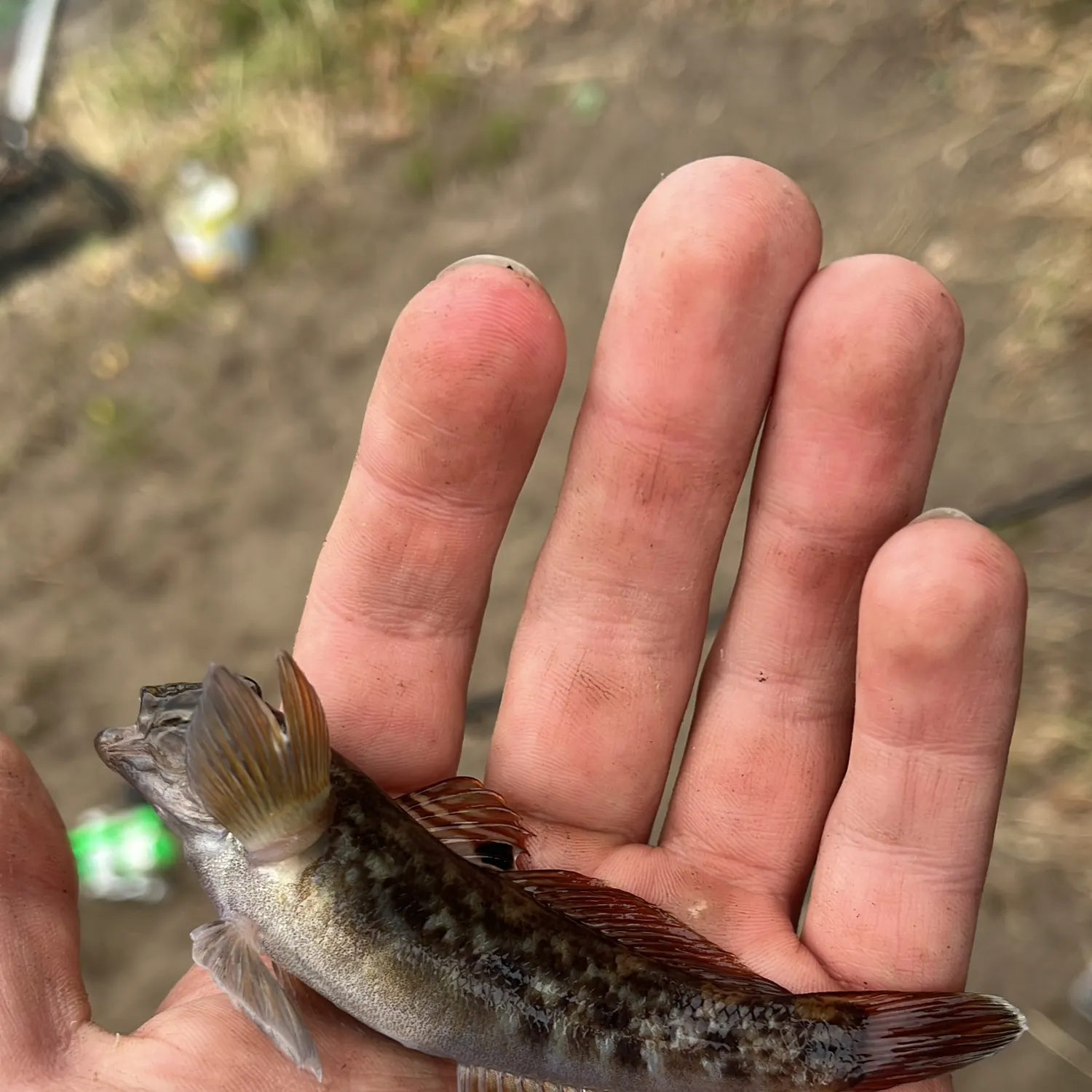 Round goby caught on Fishbrain