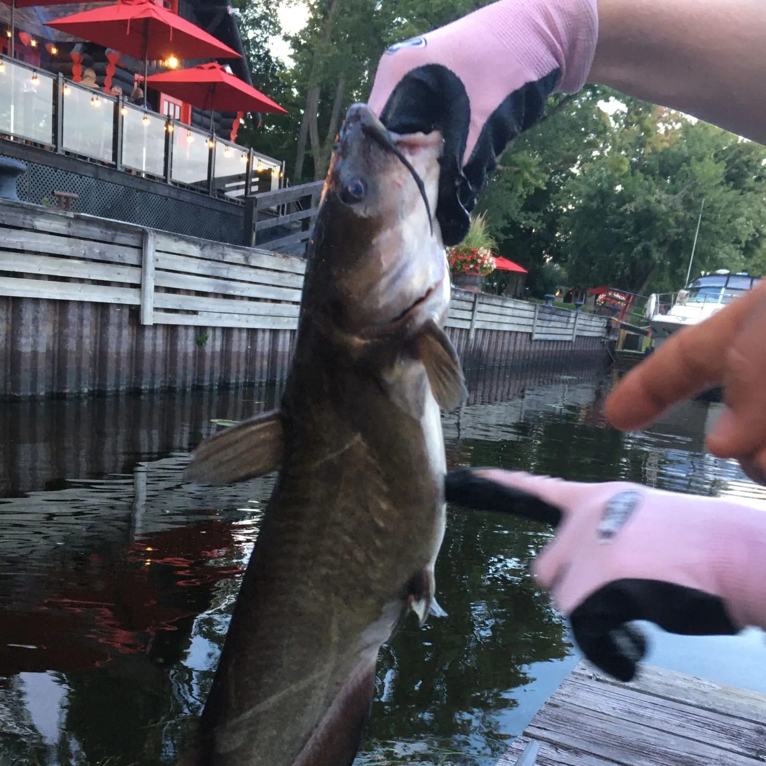 angler catch