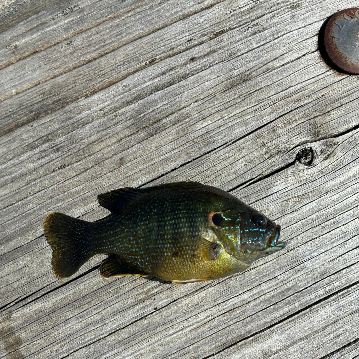 Green sunfish caught on Fishbrain