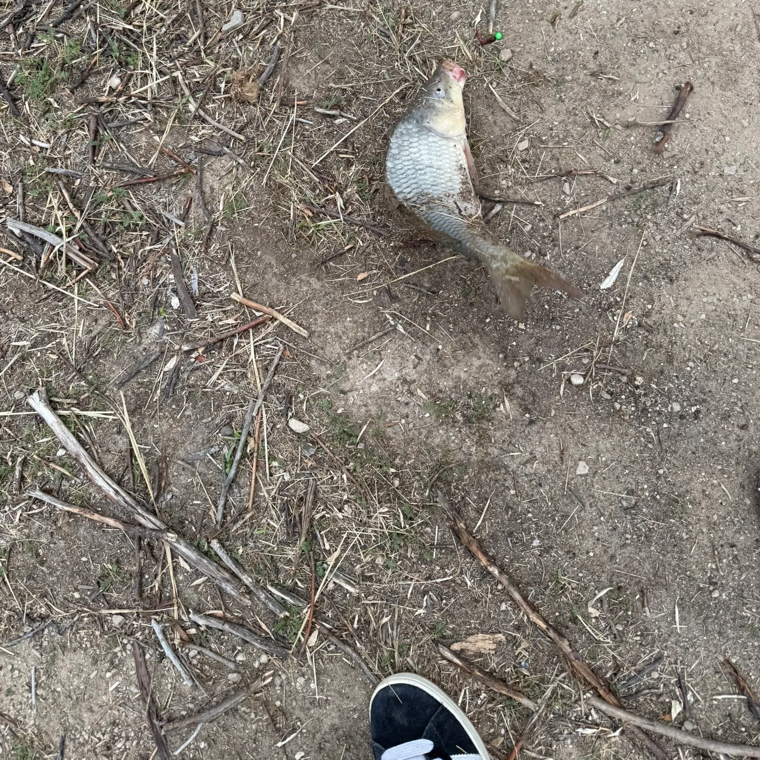 The most recent River carpsucker catches on Fishbrain