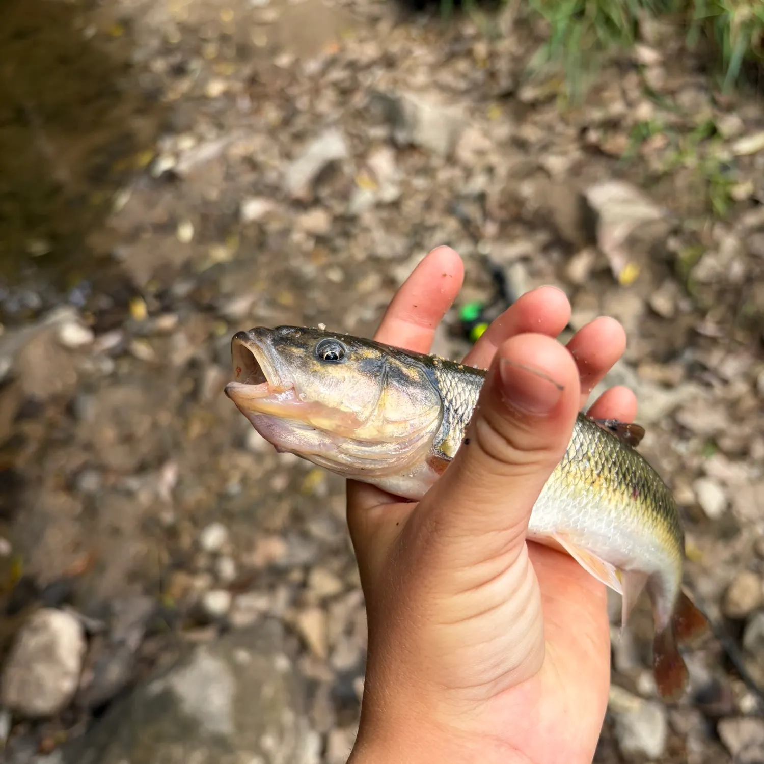 Creek chub caught on Fishbrain