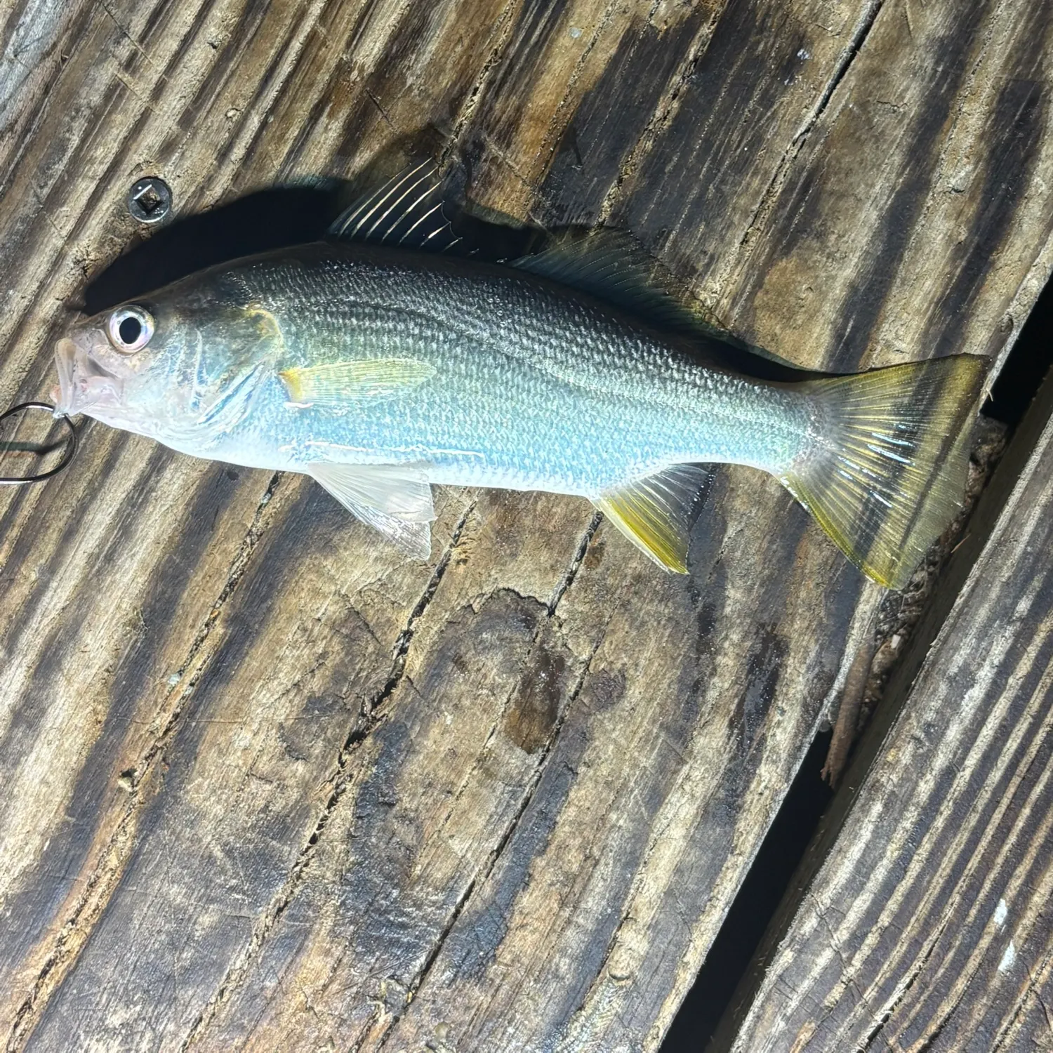 The most recent Silver perch catches on Fishbrain