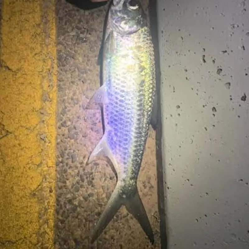 The most recent Indo-Pacific tarpon catches on Fishbrain
