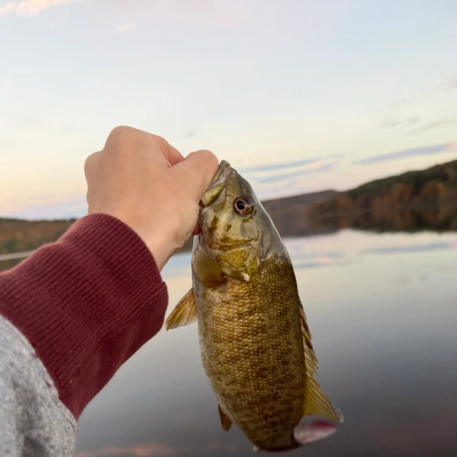 Smallmouth bass caught on Fishbrain