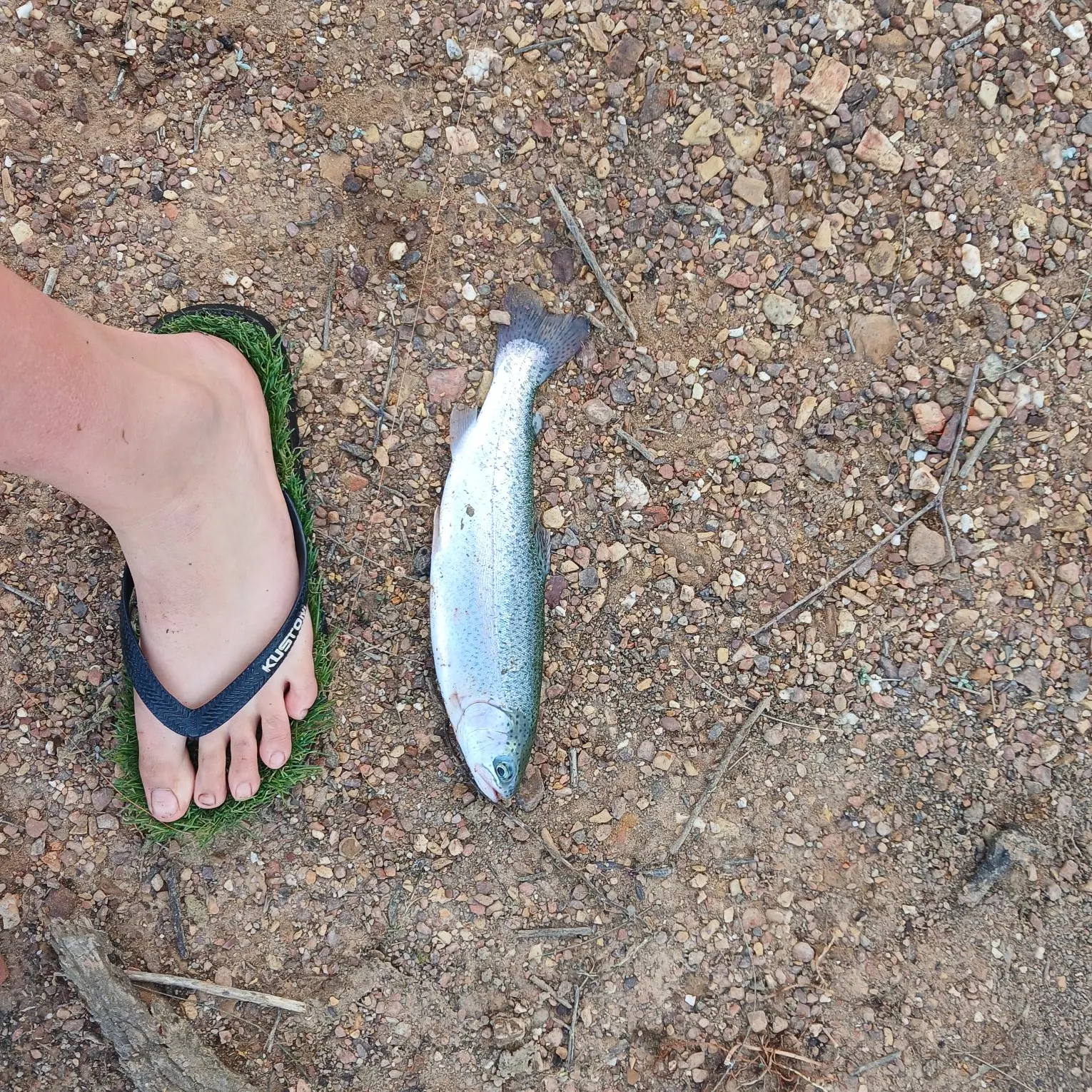 Rainbow trout caught on Fishbrain