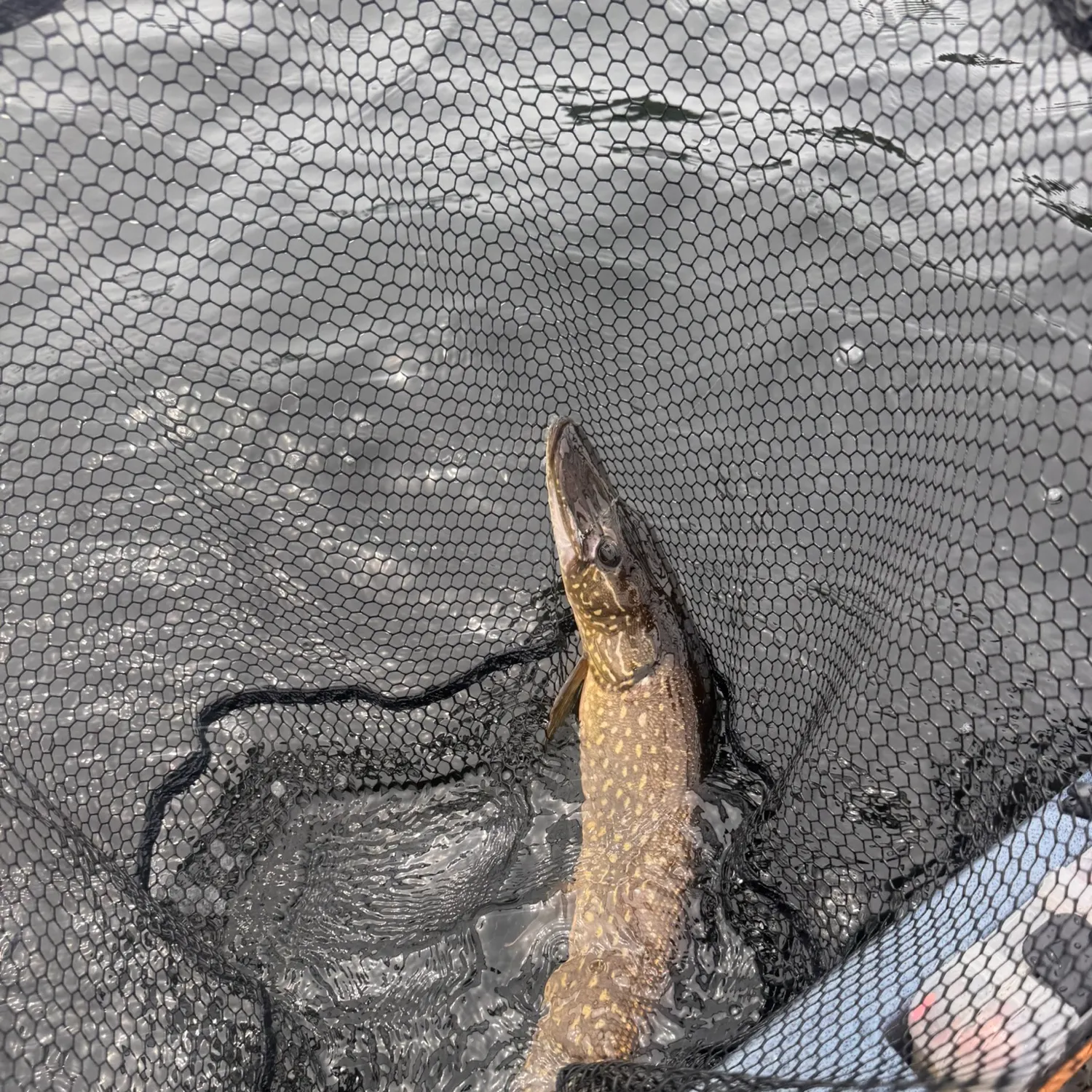 Northern pike caught on Fishbrain