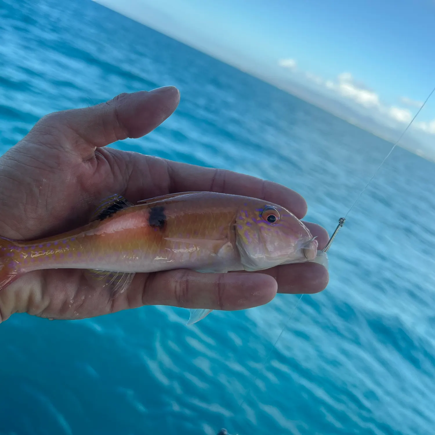 The most recent Sidespot goatfish catches on Fishbrain
