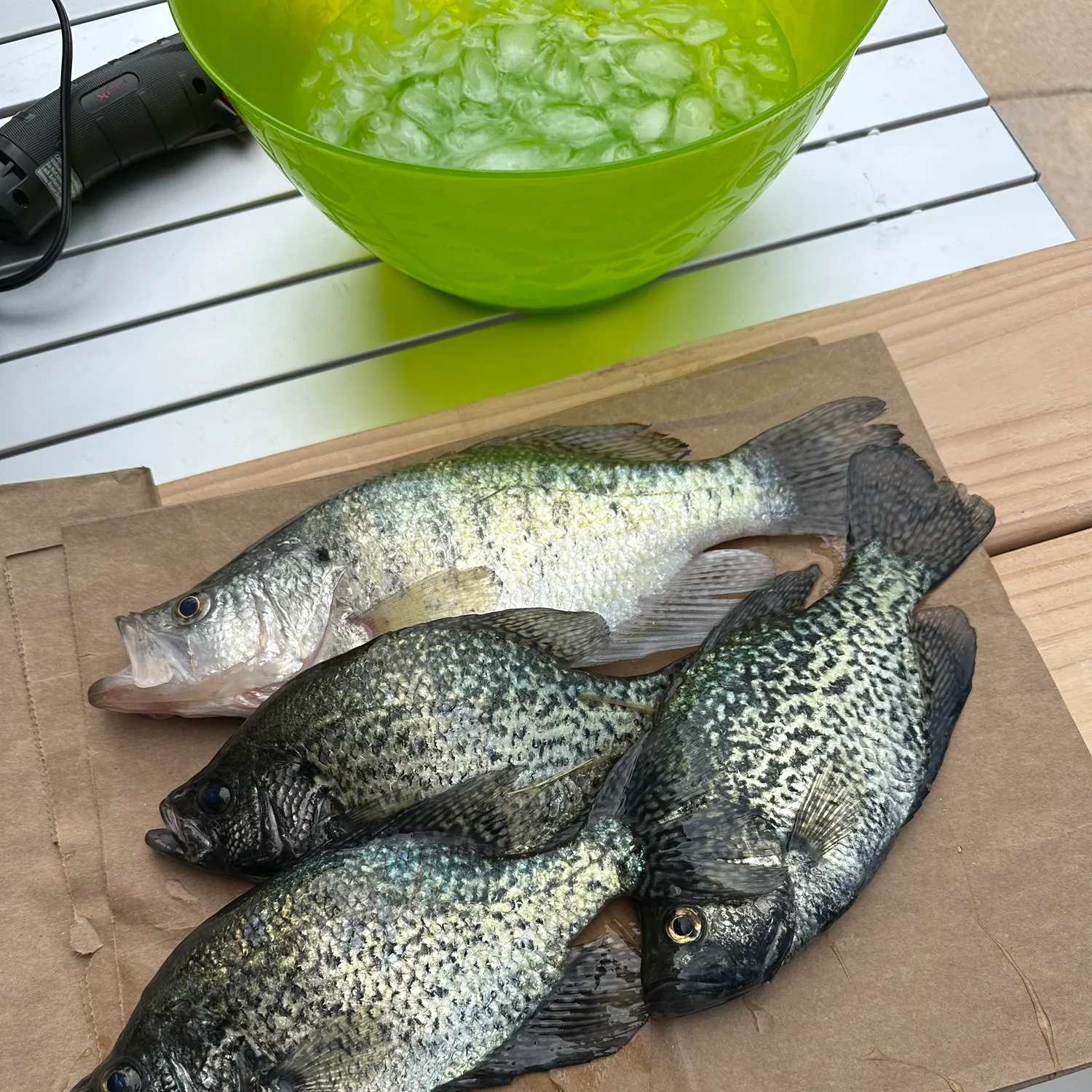recently logged catches