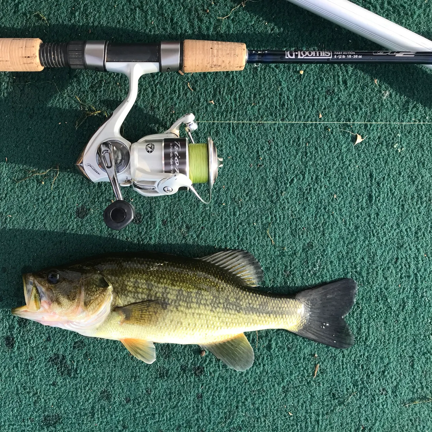 Largemouth bass caught on Fishbrain