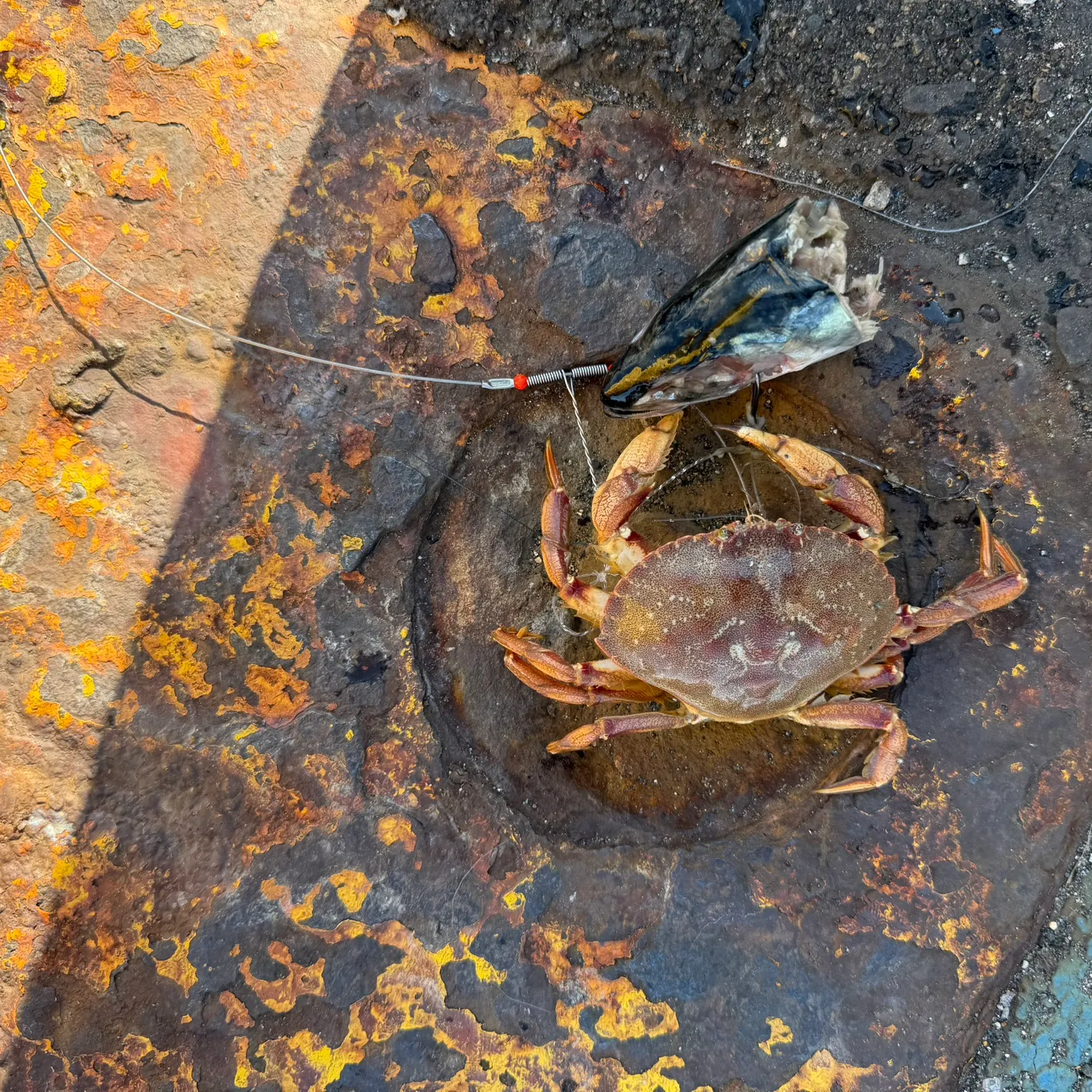 The most recent Jonah crab catches on Fishbrain