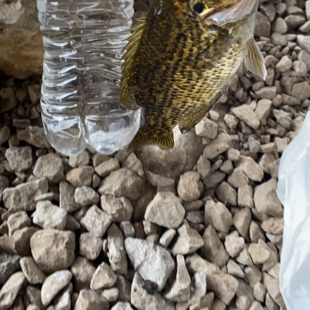 Rock bass caught on Fishbrain