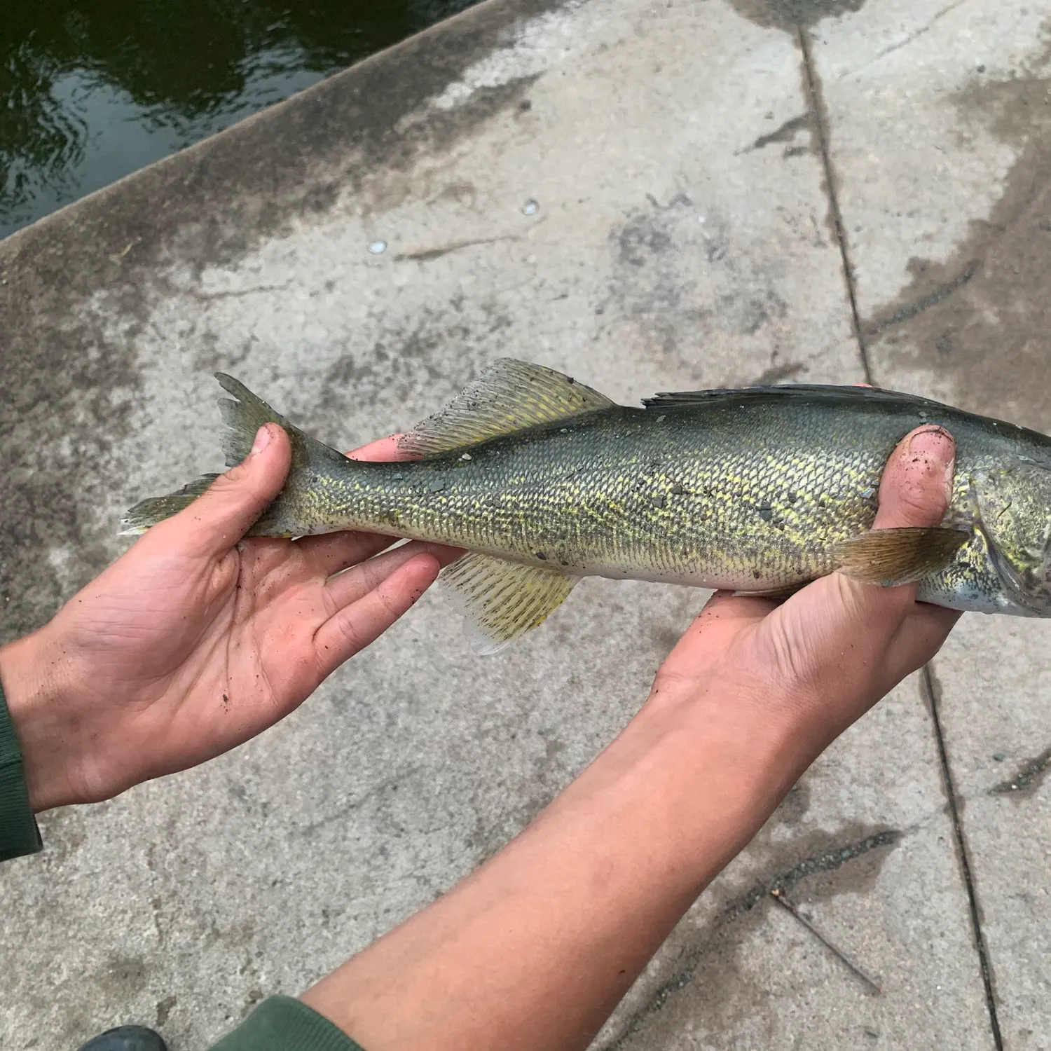Walleye caught on Fishbrain