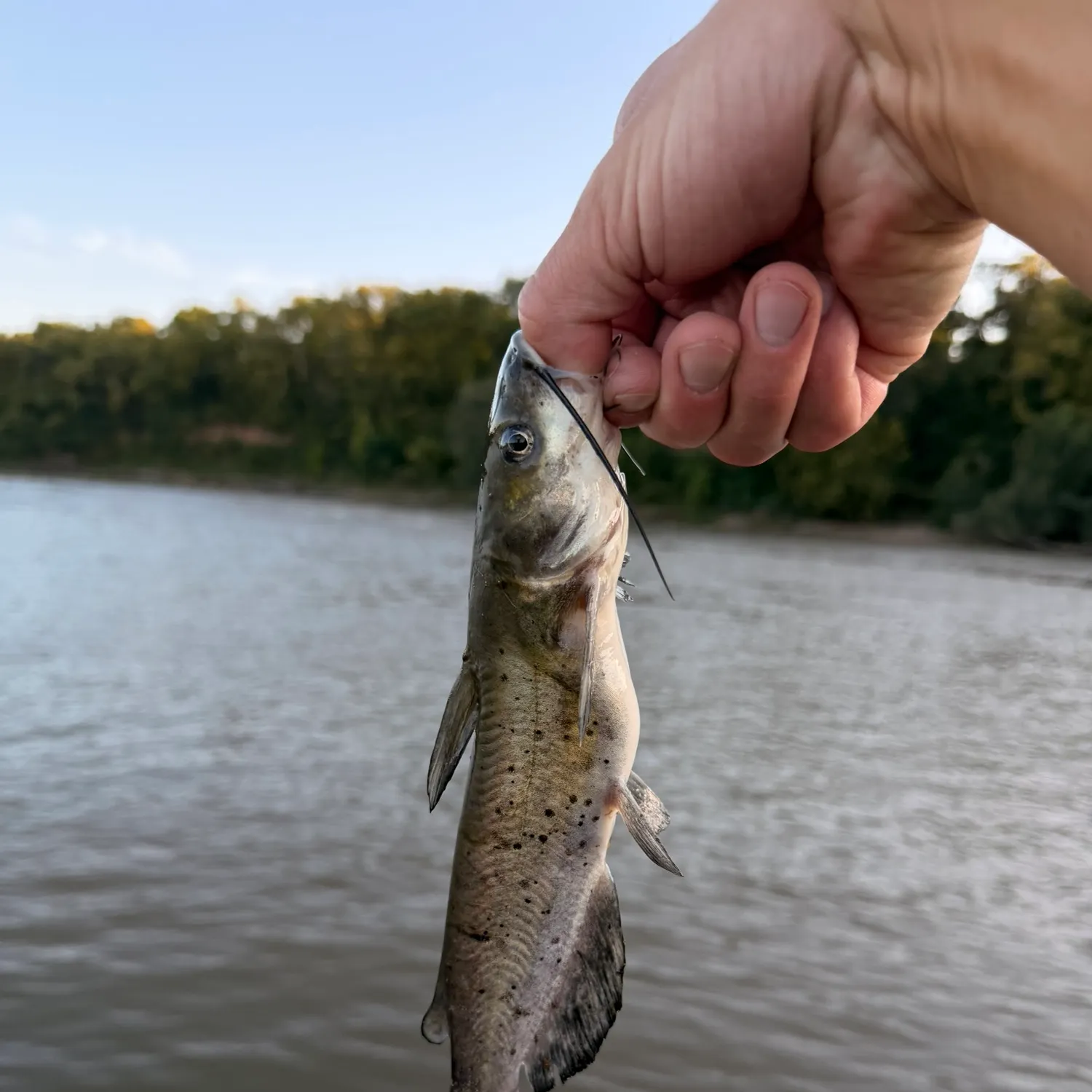 Channel catfish caught on Fishbrain