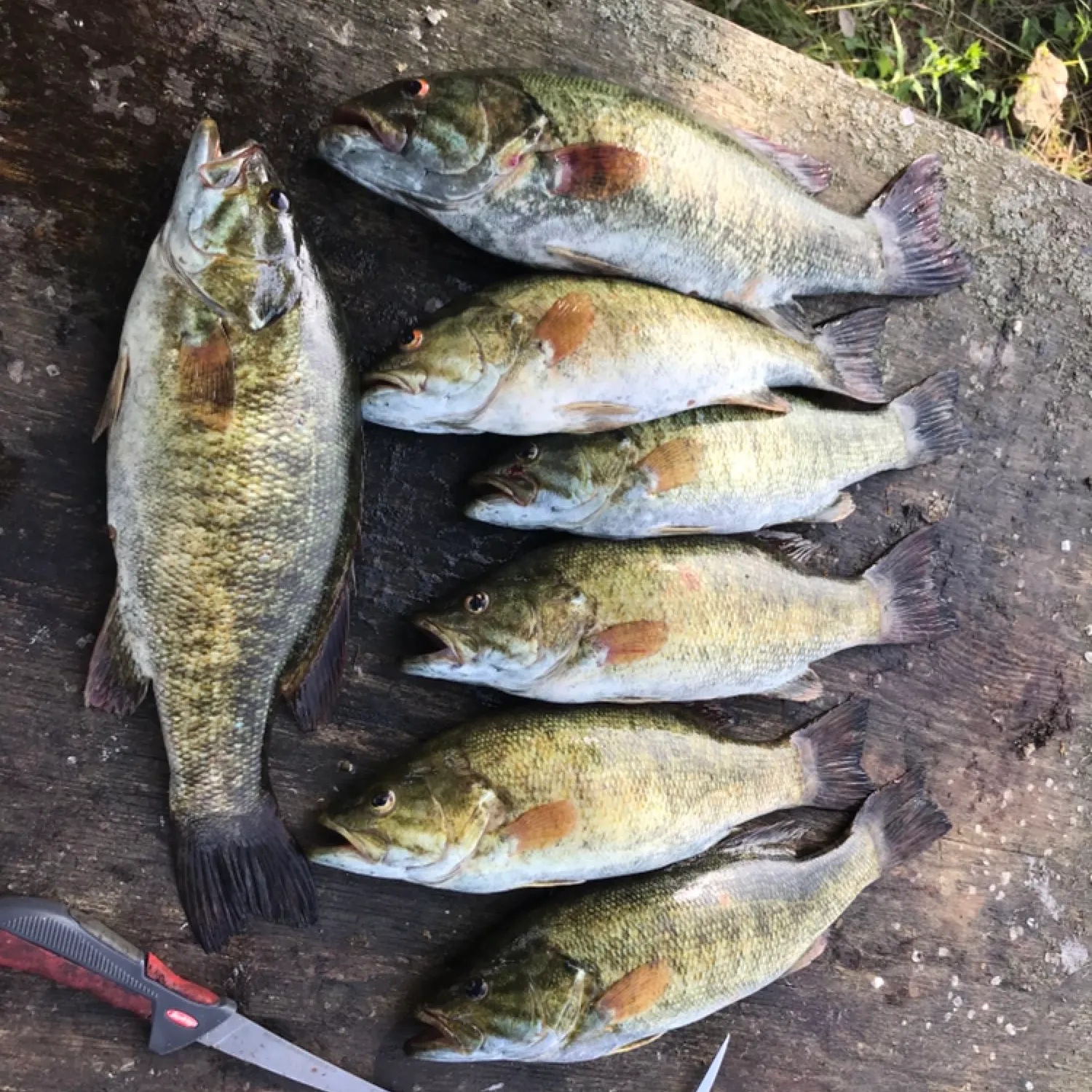 recently logged catches