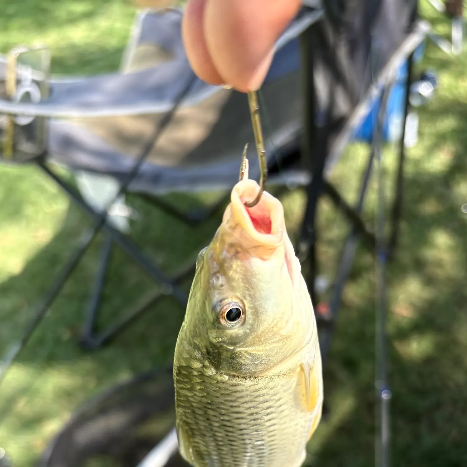 Common carp caught on Fishbrain