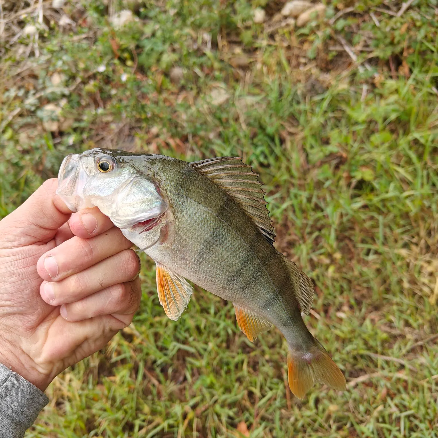 European perch caught on Fishbrain