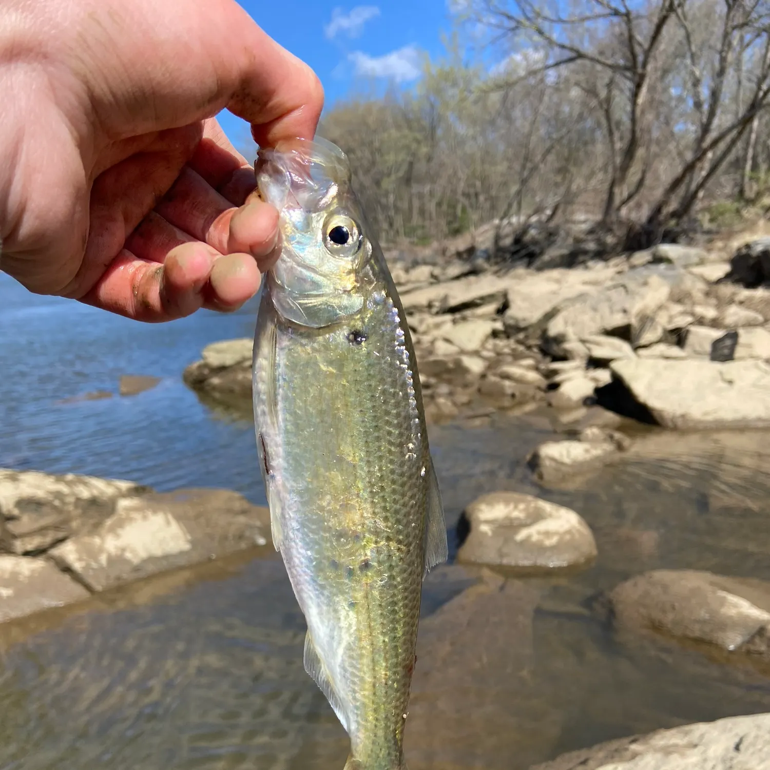 The most recent Atlantic herring catches on Fishbrain