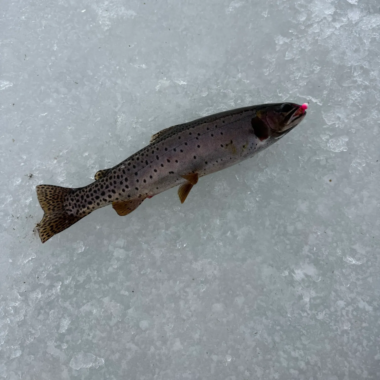 The most recent Colorado river cutthroat trout catches on Fishbrain