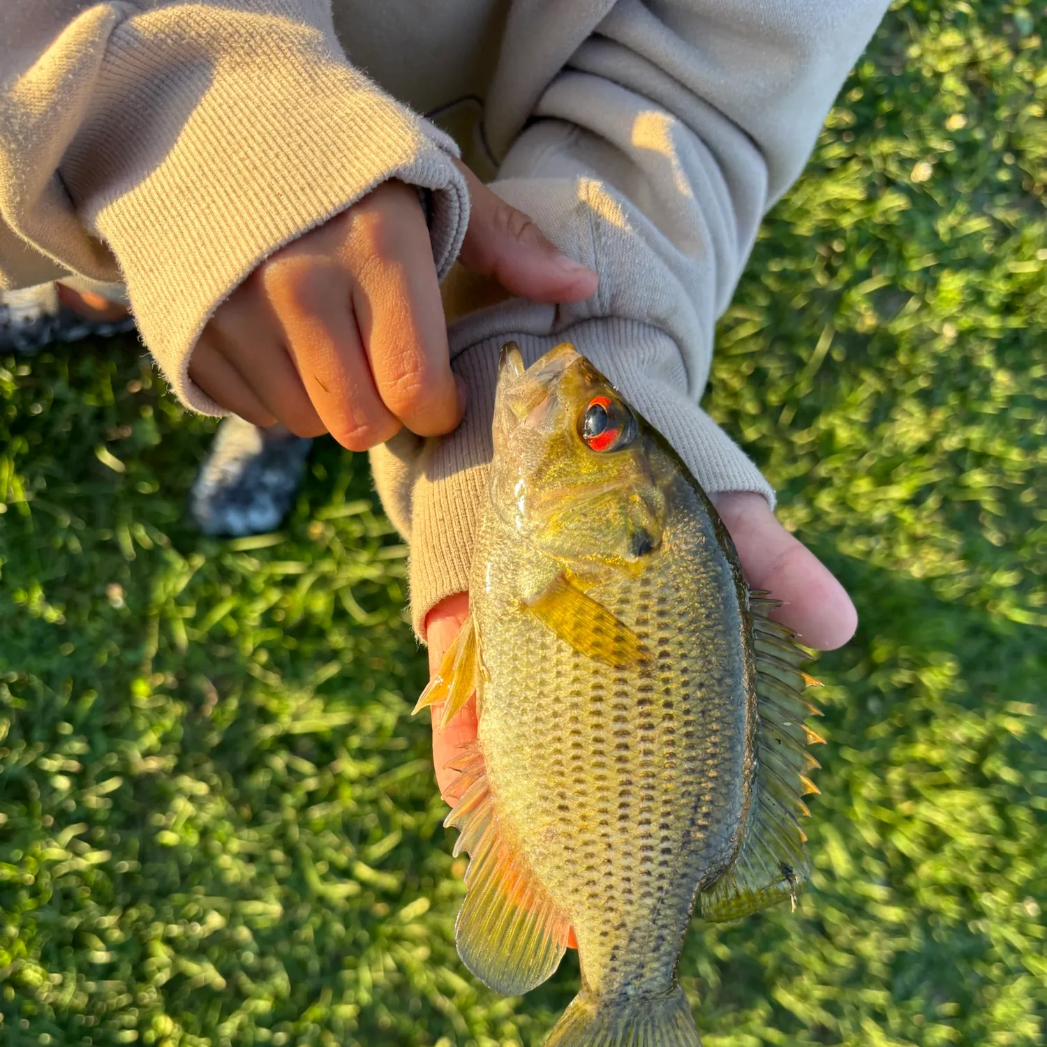 Rock bass caught on Fishbrain