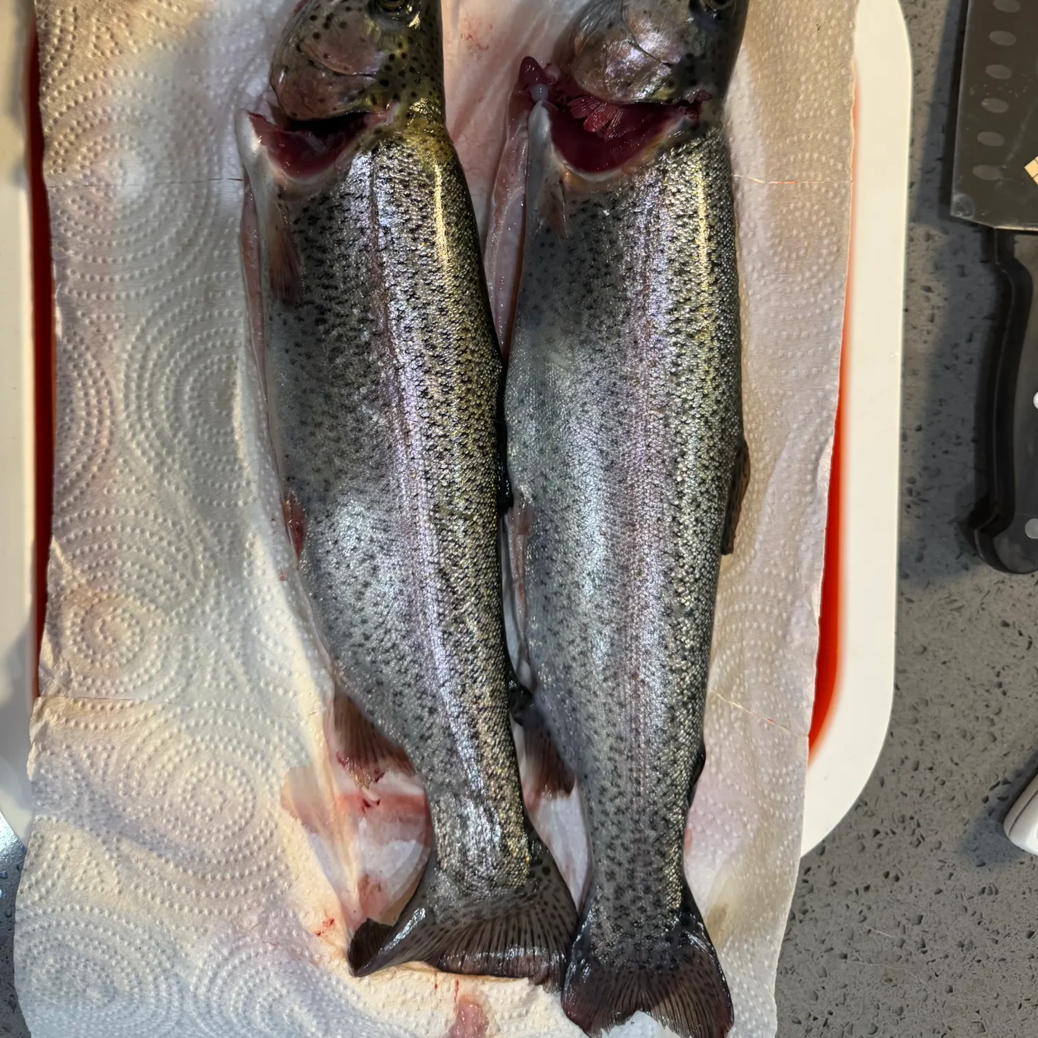 recently logged catches