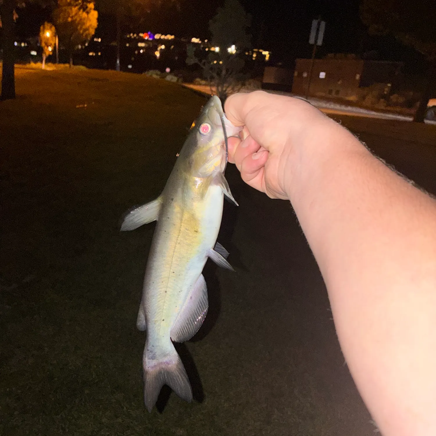 Channel catfish caught on Fishbrain