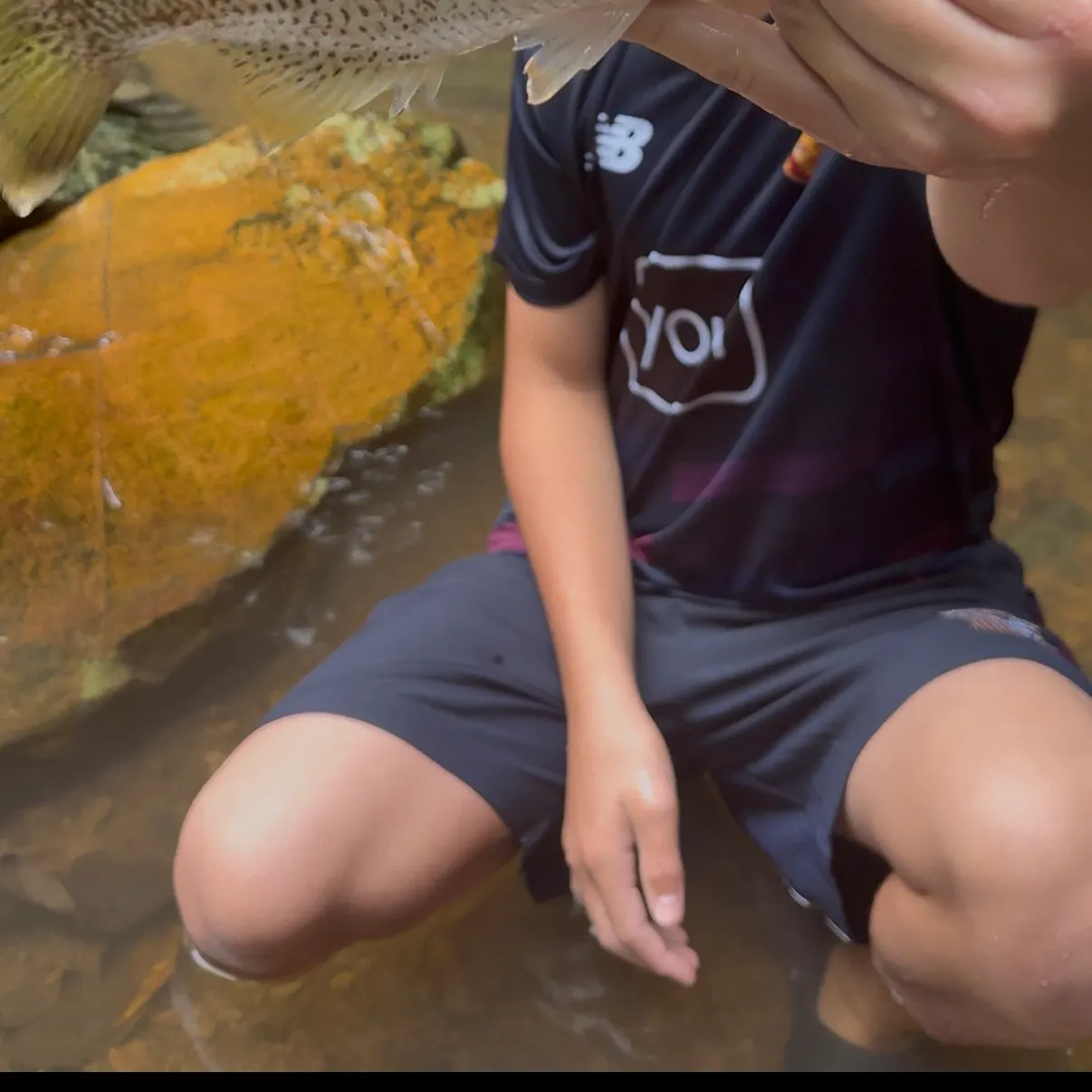 The most recent Rock flagtail catches on Fishbrain