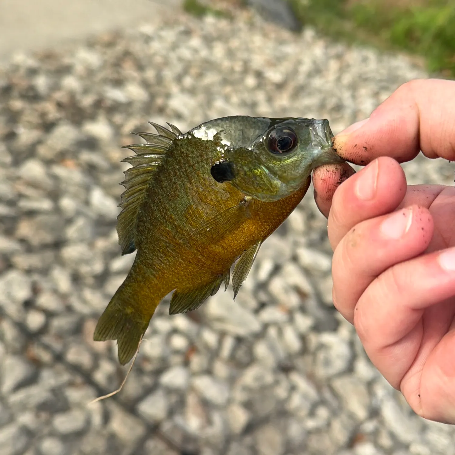 Redbreast sunfish caught on Fishbrain