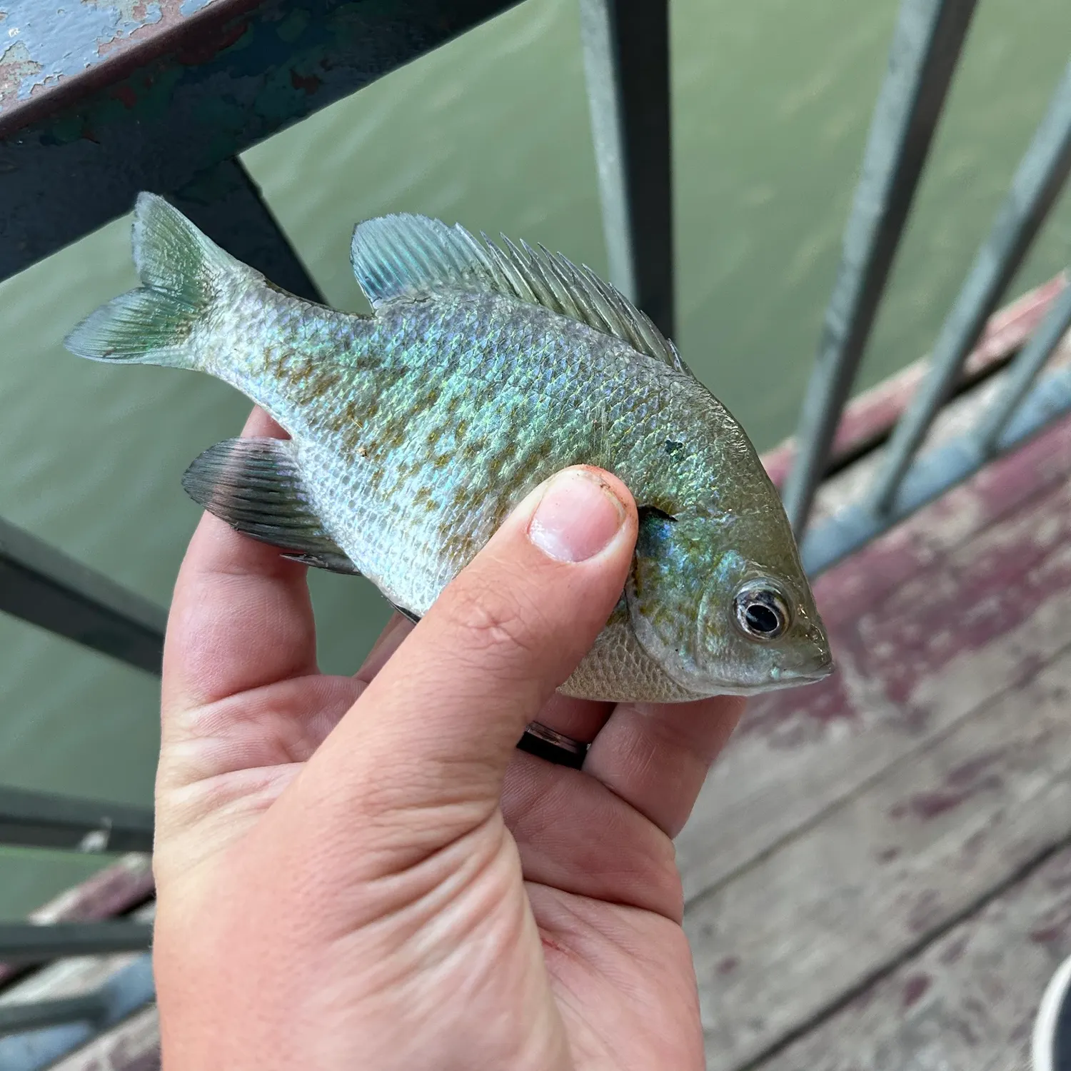 Bluegill caught on Fishbrain