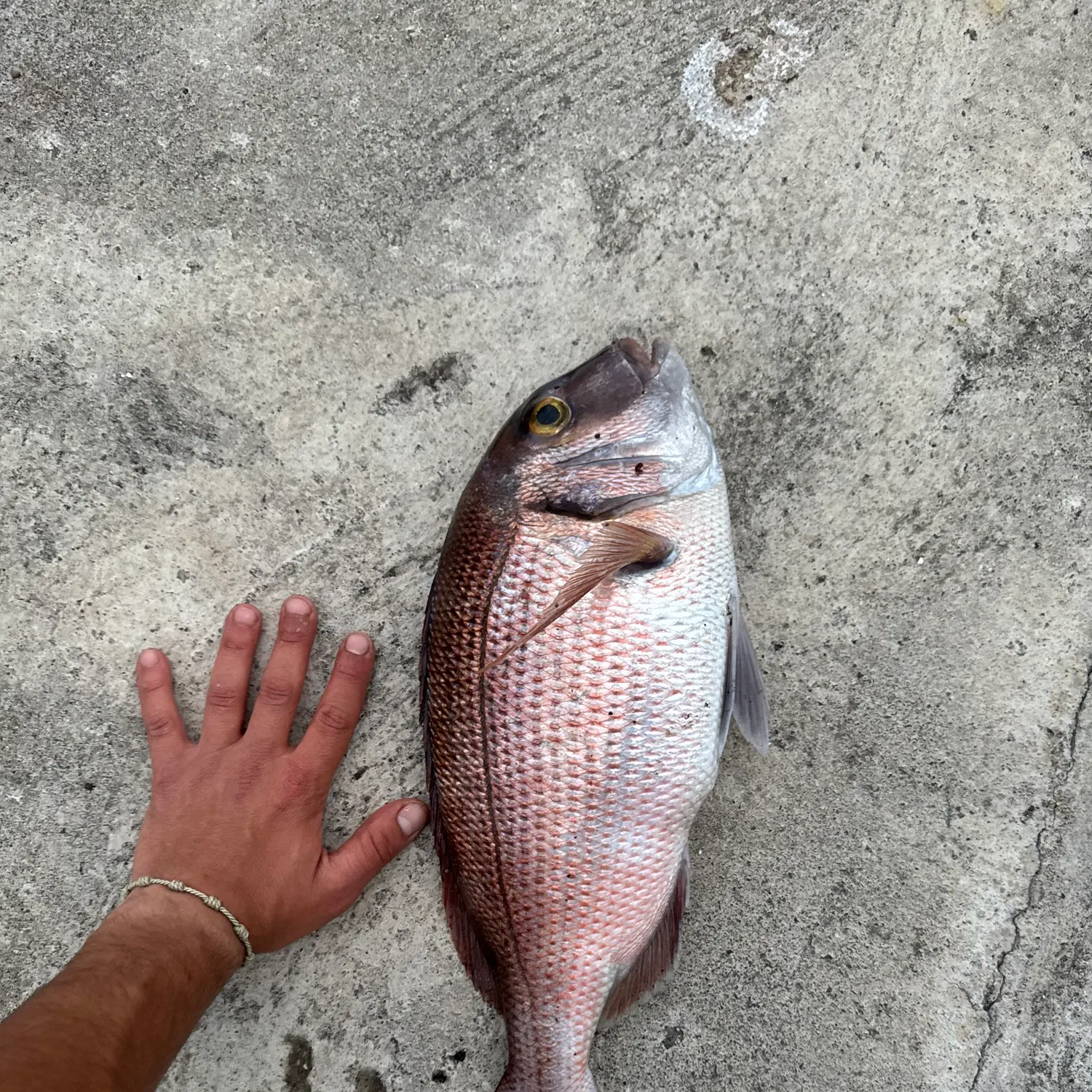 The most recent Common seabream catches on Fishbrain