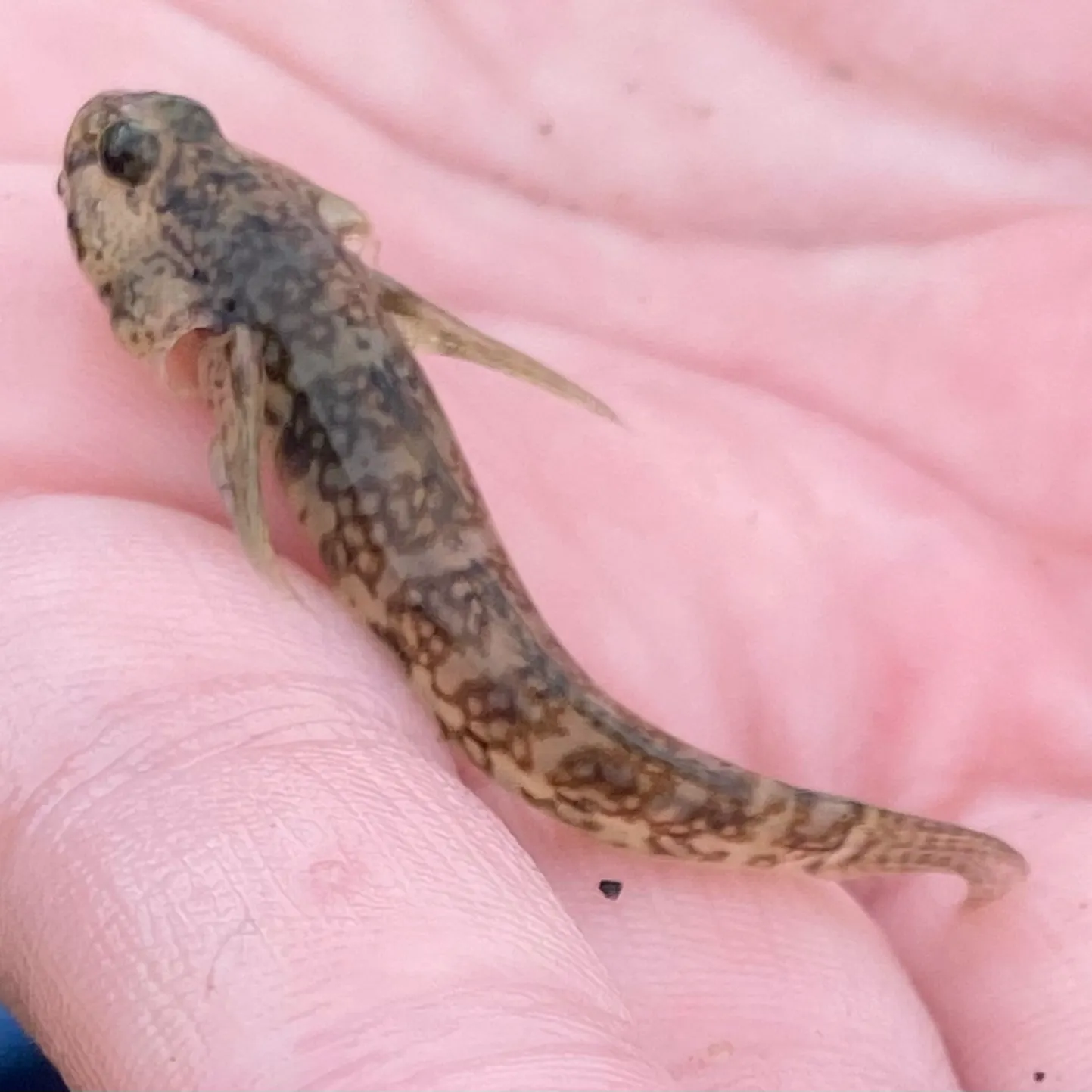 The most recent Atlantic wolffish catches on Fishbrain