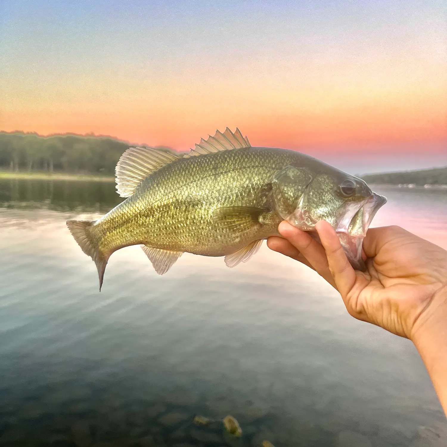 Largemouth bass caught on Fishbrain