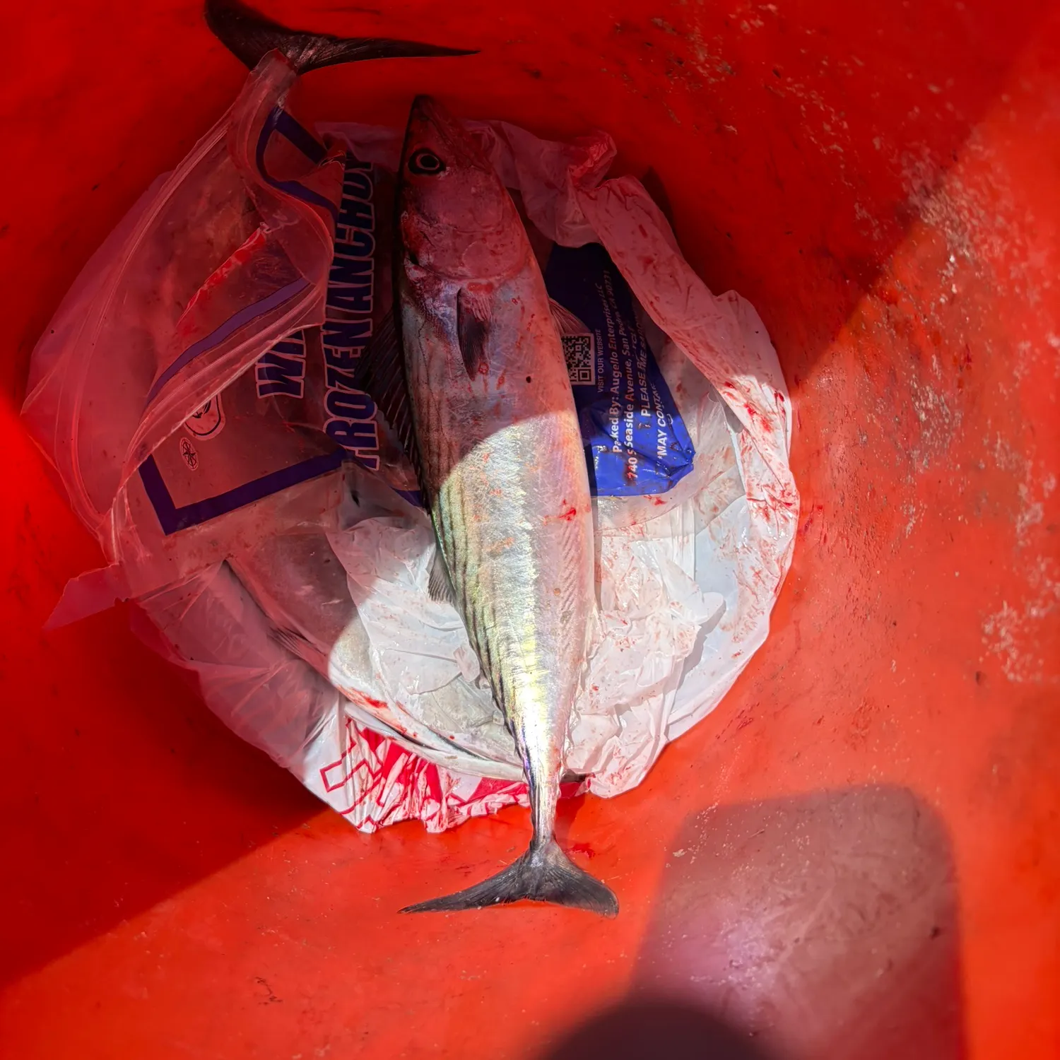 Pacific bonito caught on Fishbrain