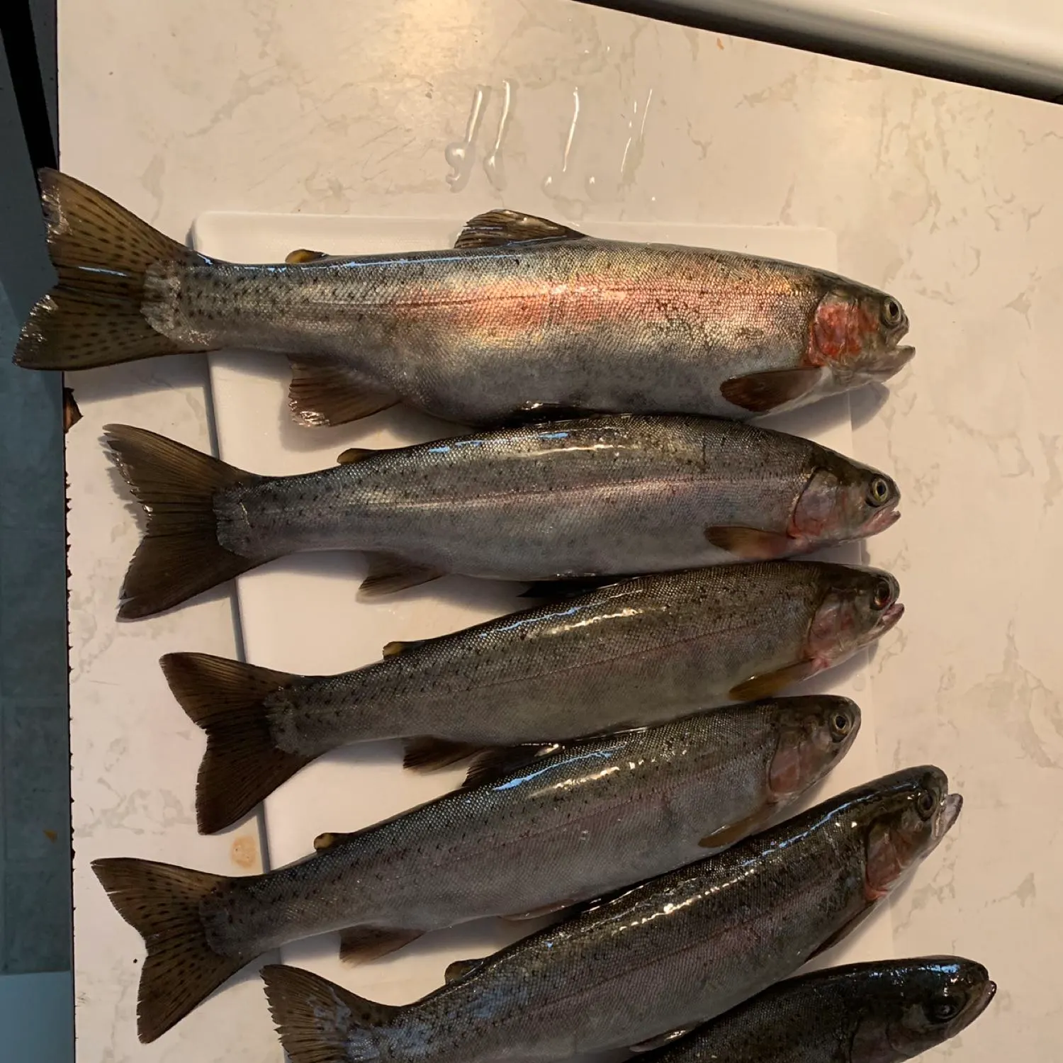 recently logged catches