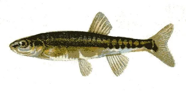 Baitfish