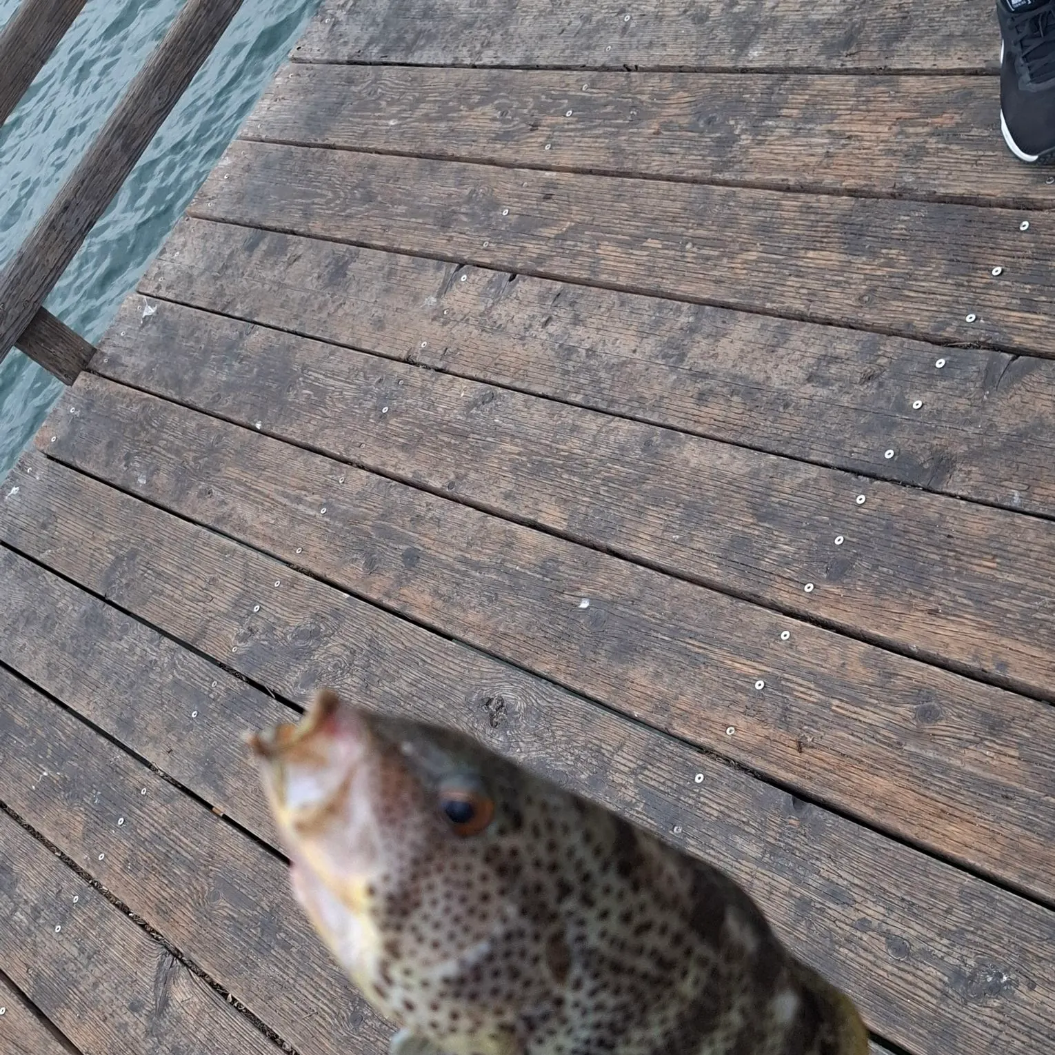 Spotted sand bass caught on Fishbrain