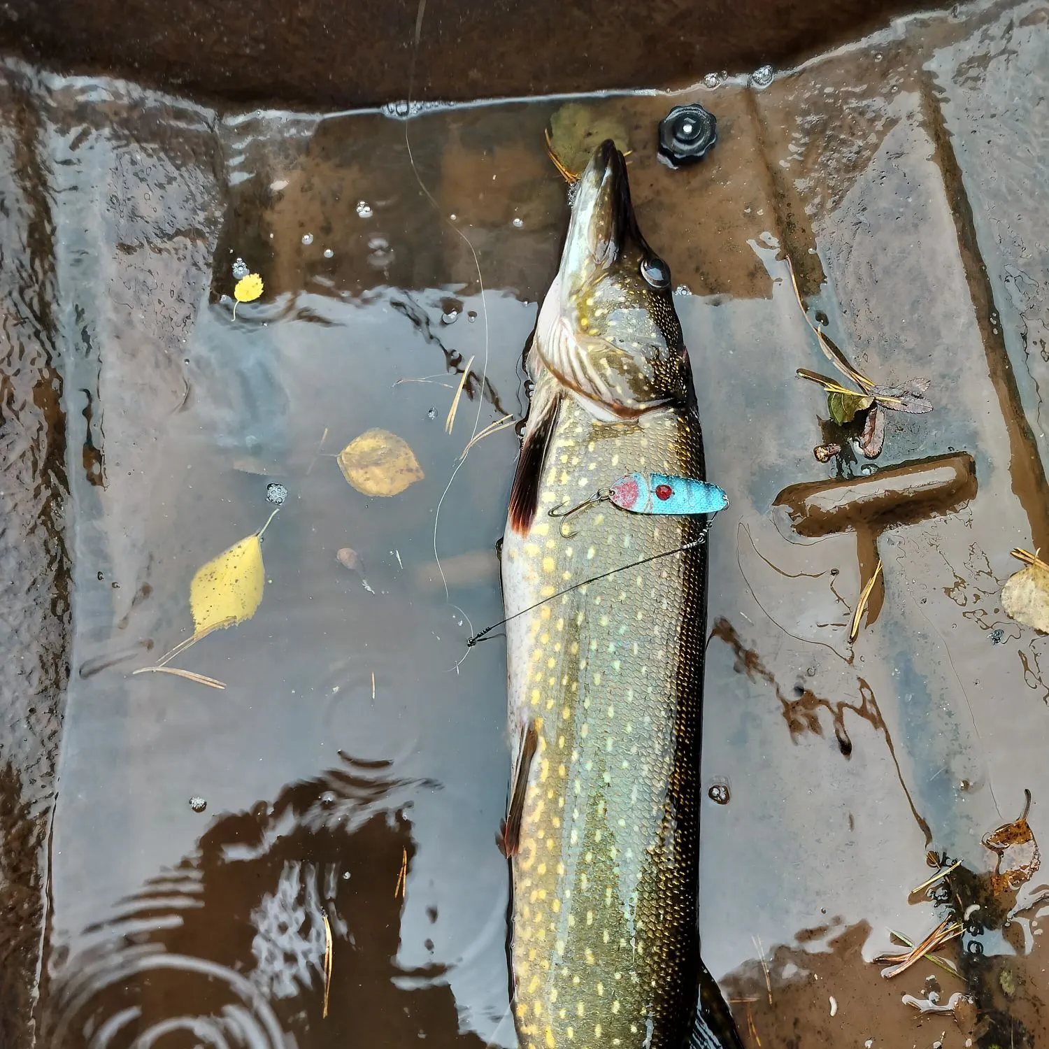 Northern pike caught on Fishbrain