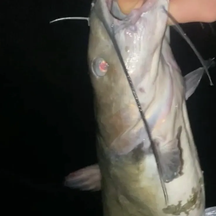 Channel catfish caught on Fishbrain