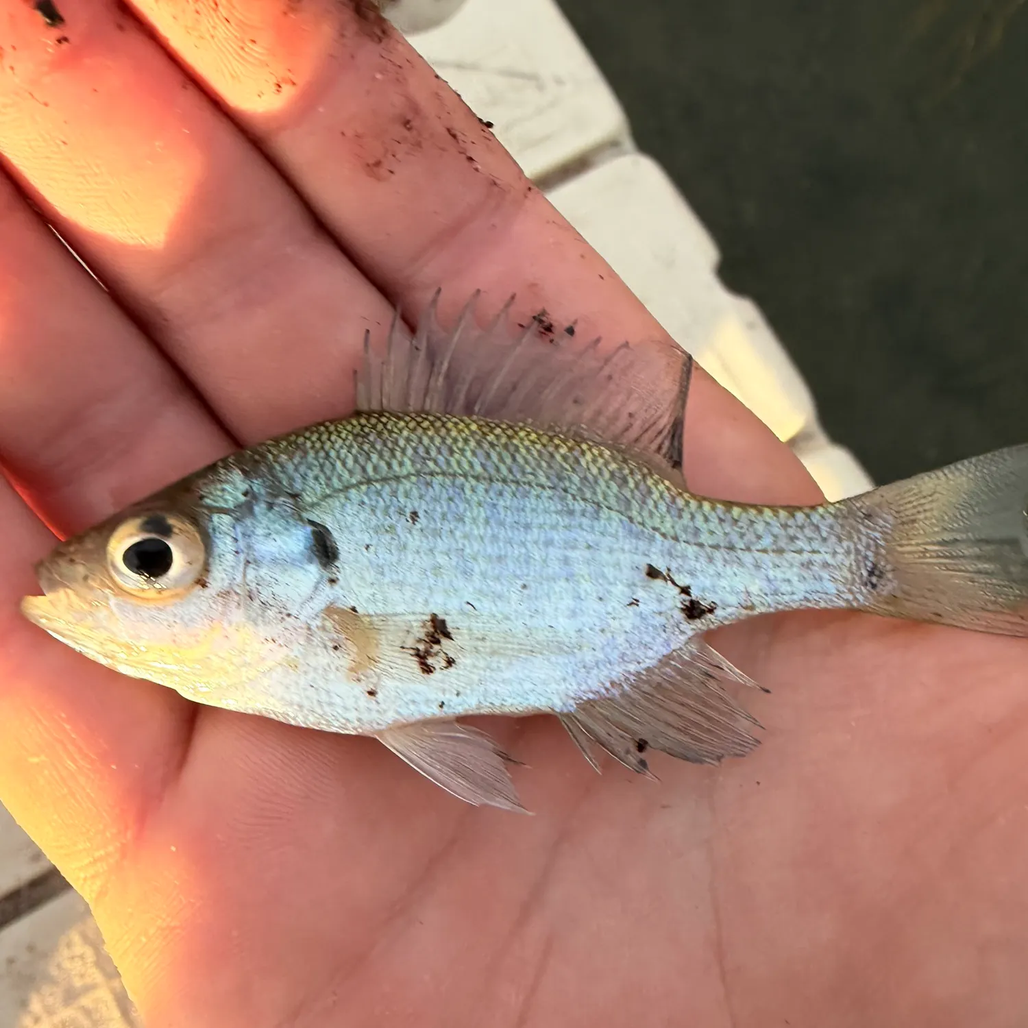 Bluegill caught on Fishbrain