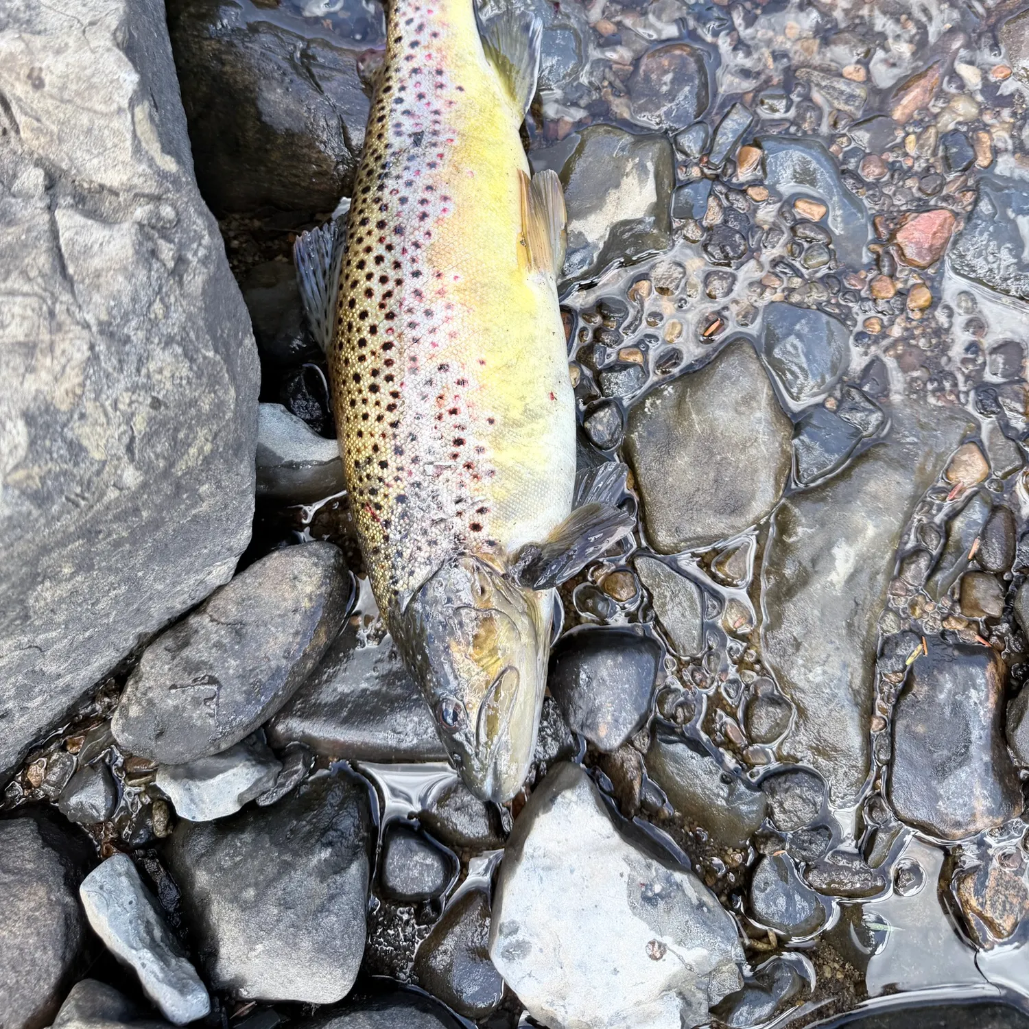 Brown trout caught on Fishbrain