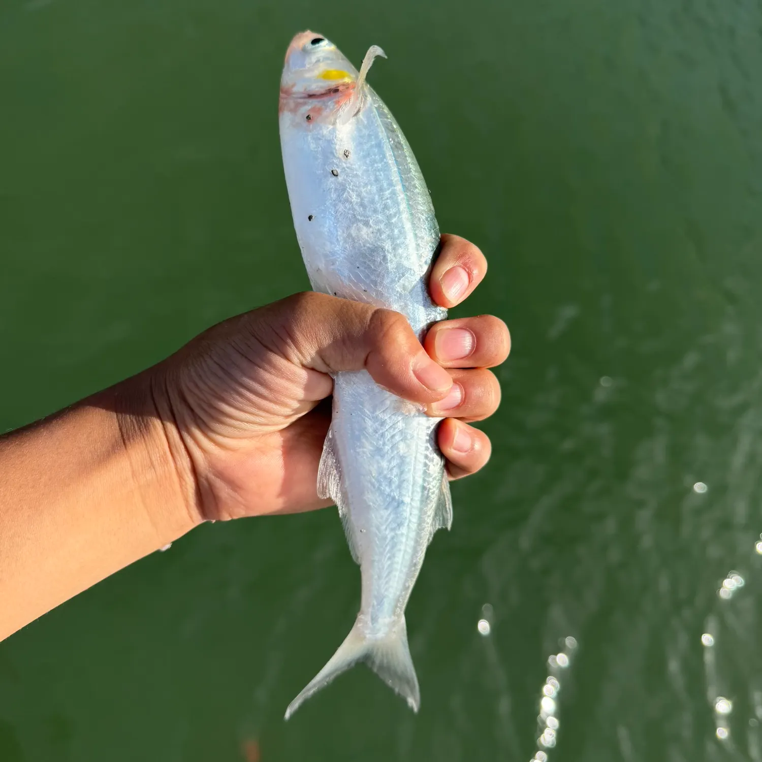 Surf smelt caught on Fishbrain