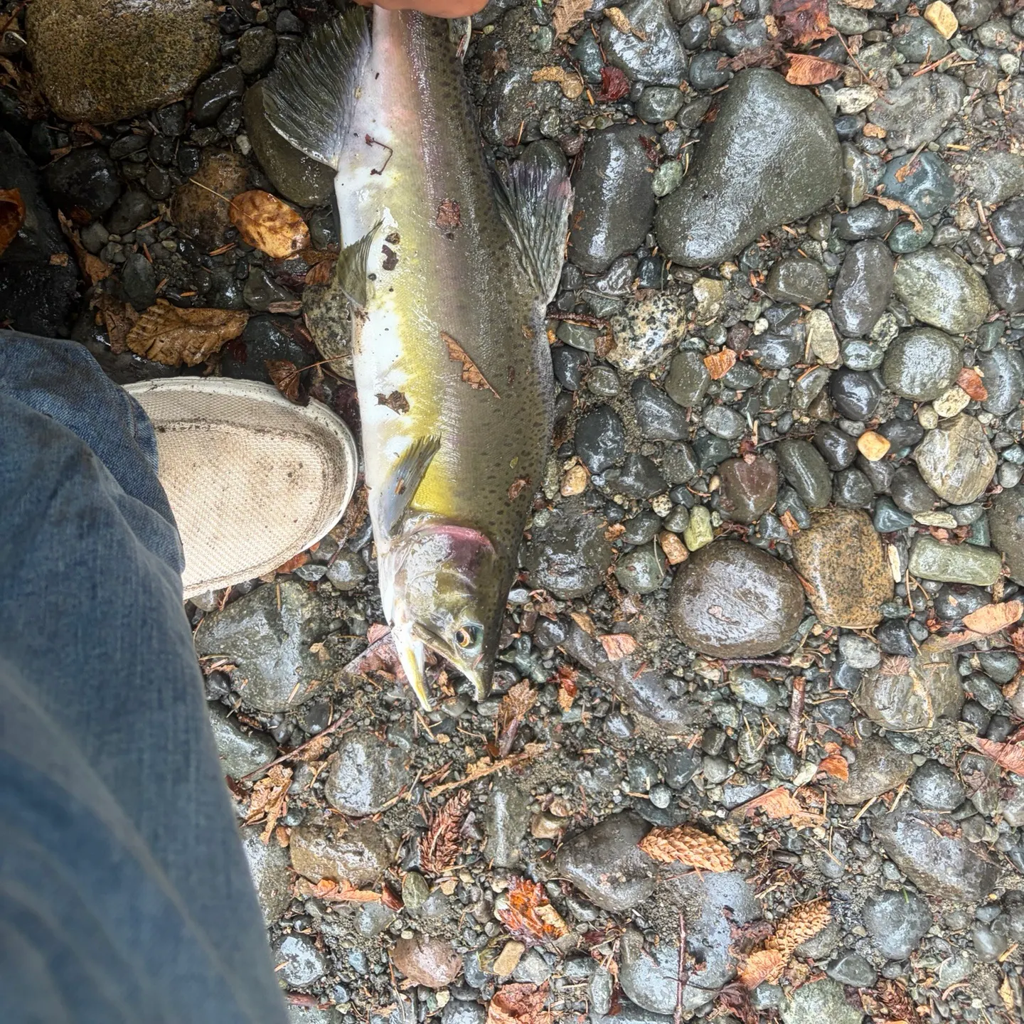 Cutthroat trout caught on Fishbrain