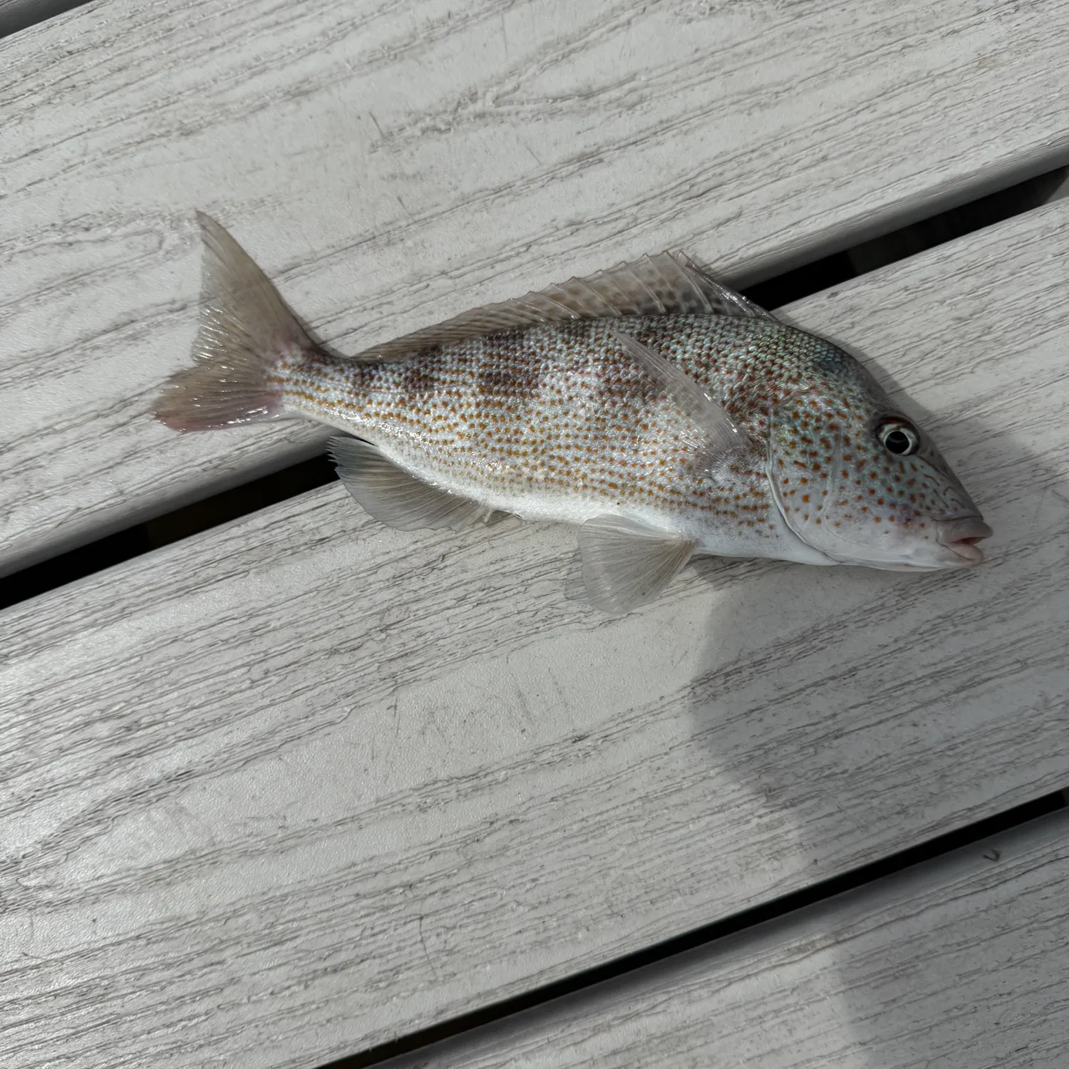 The most recent Pigfish catches on Fishbrain