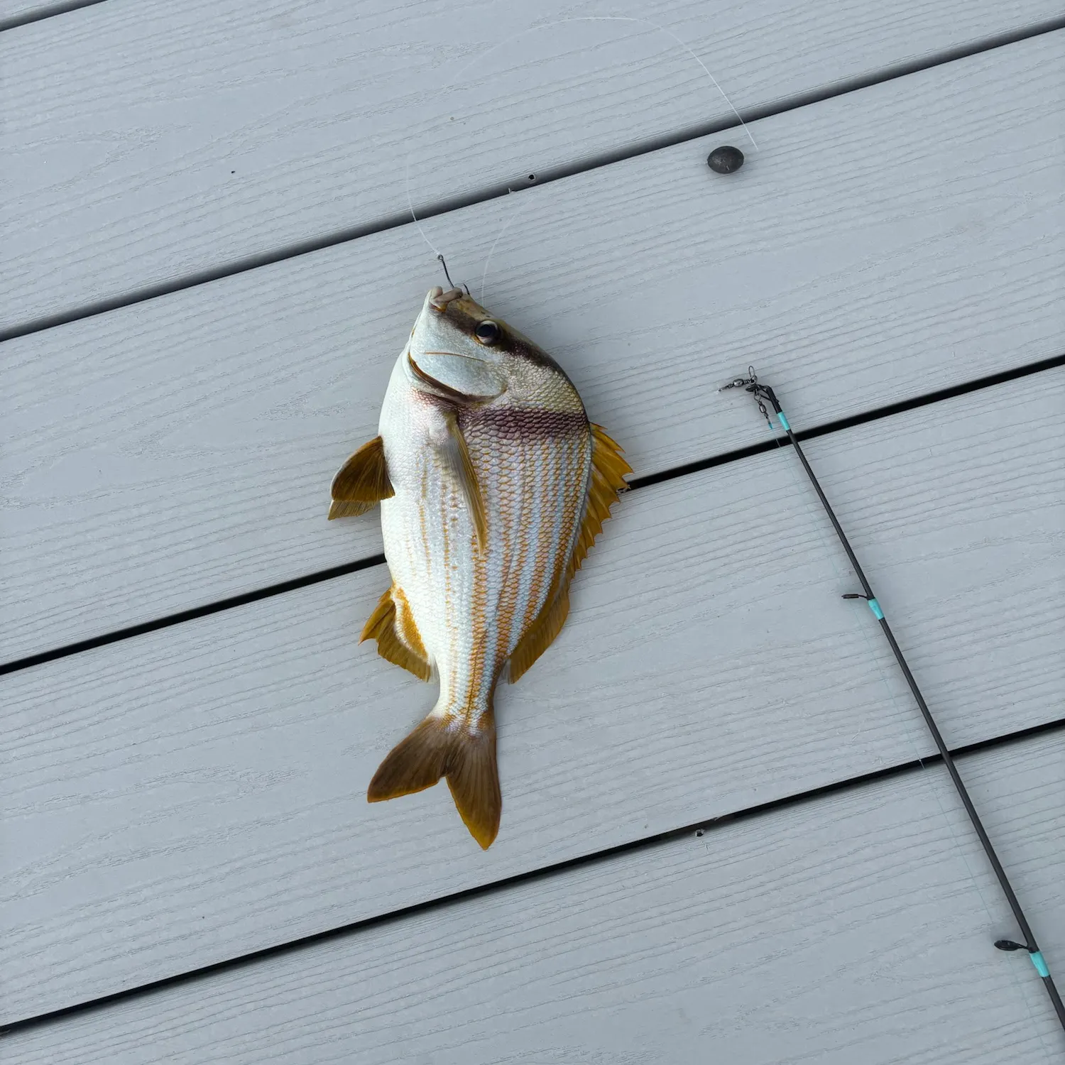 Atlantic porkfish caught on Fishbrain