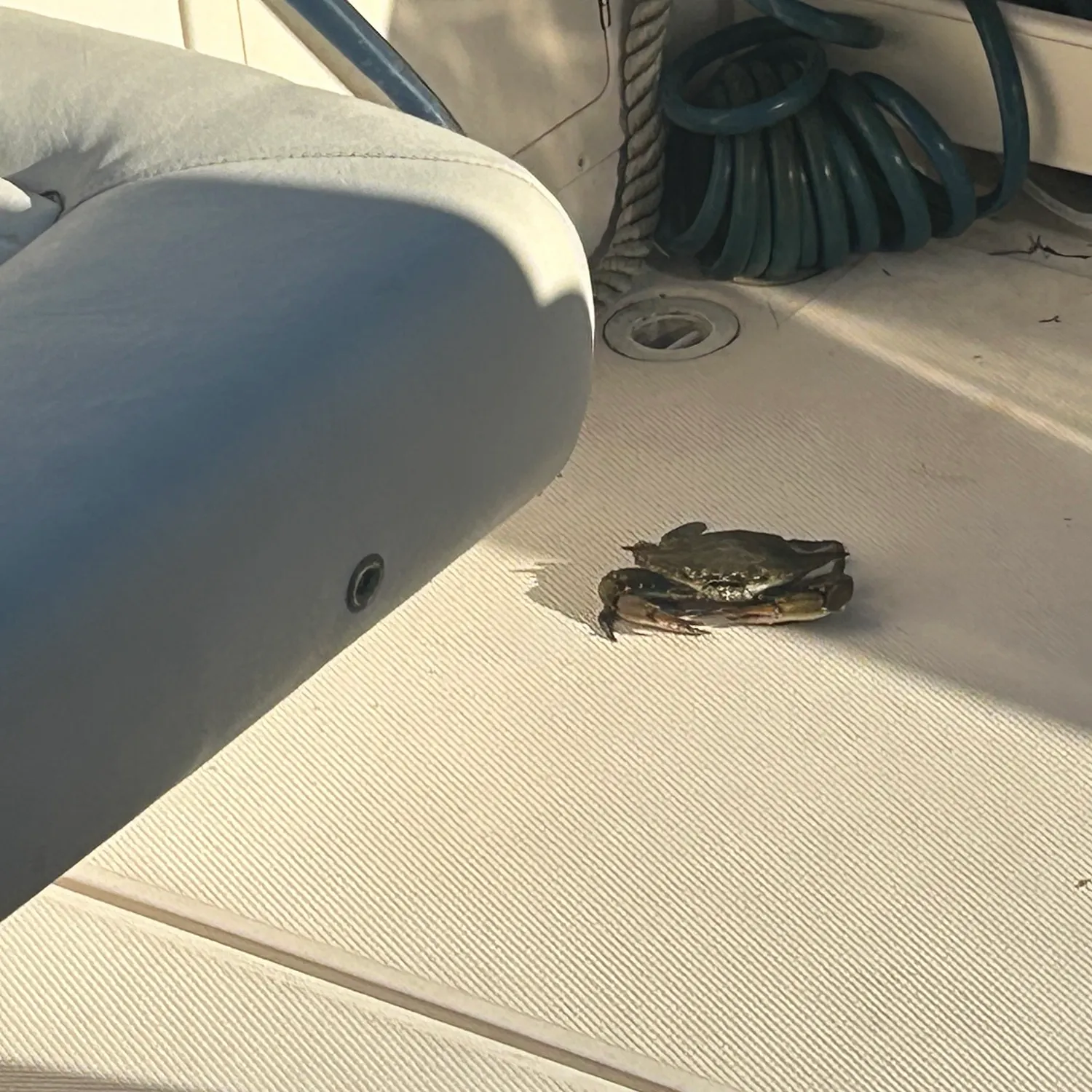 Oyster toadfish caught on Fishbrain
