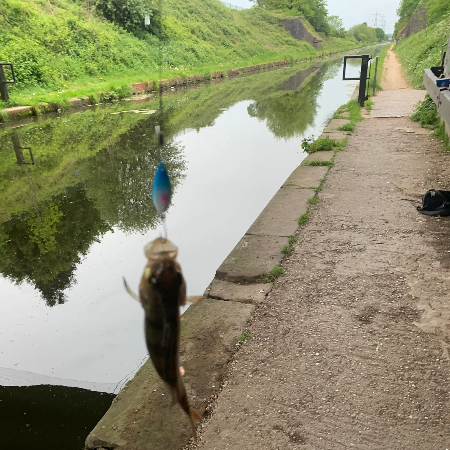 European perch caught on Fishbrain